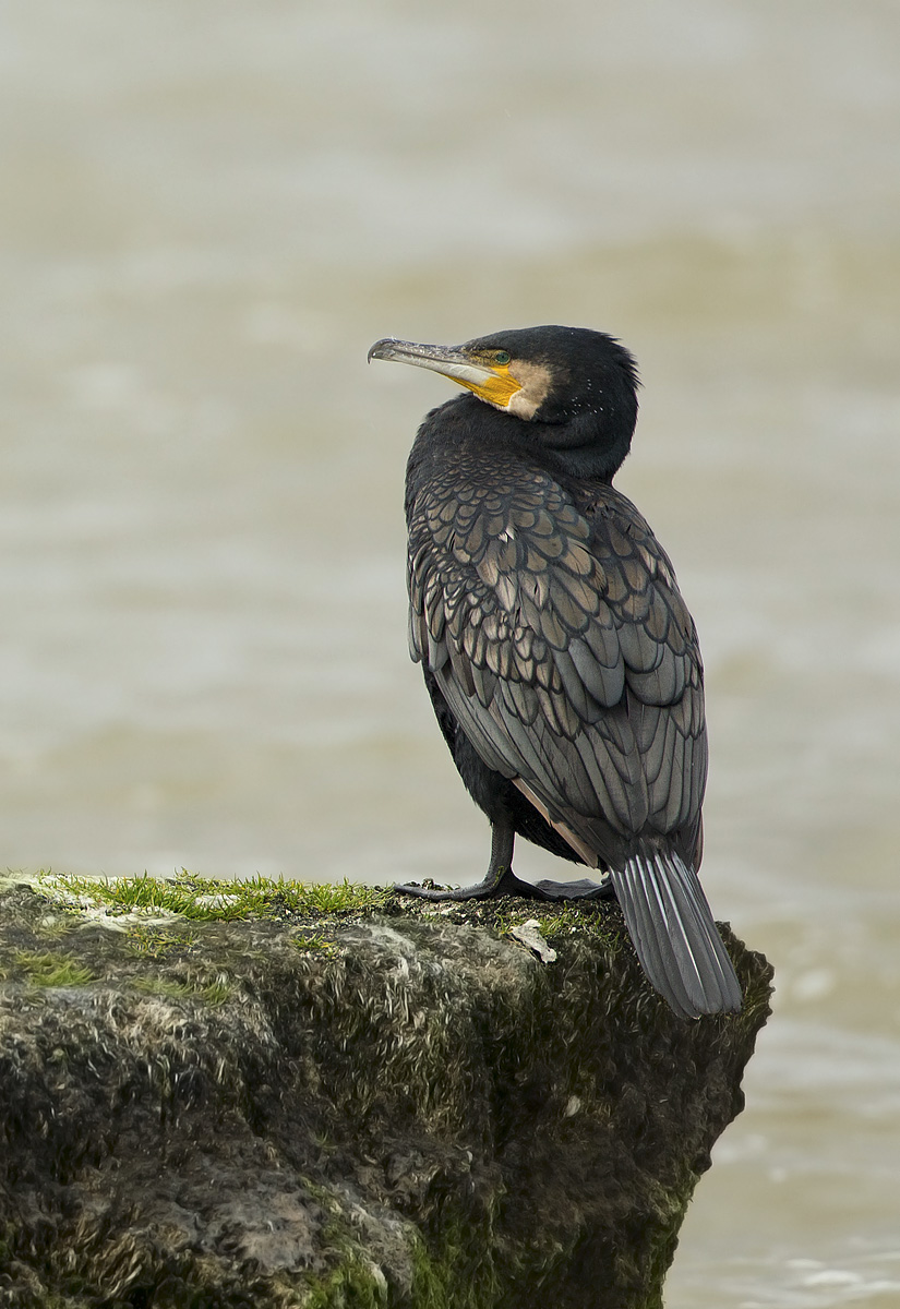 cormorano