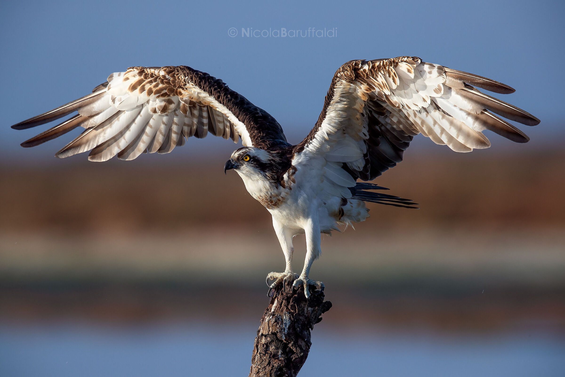 Osprey