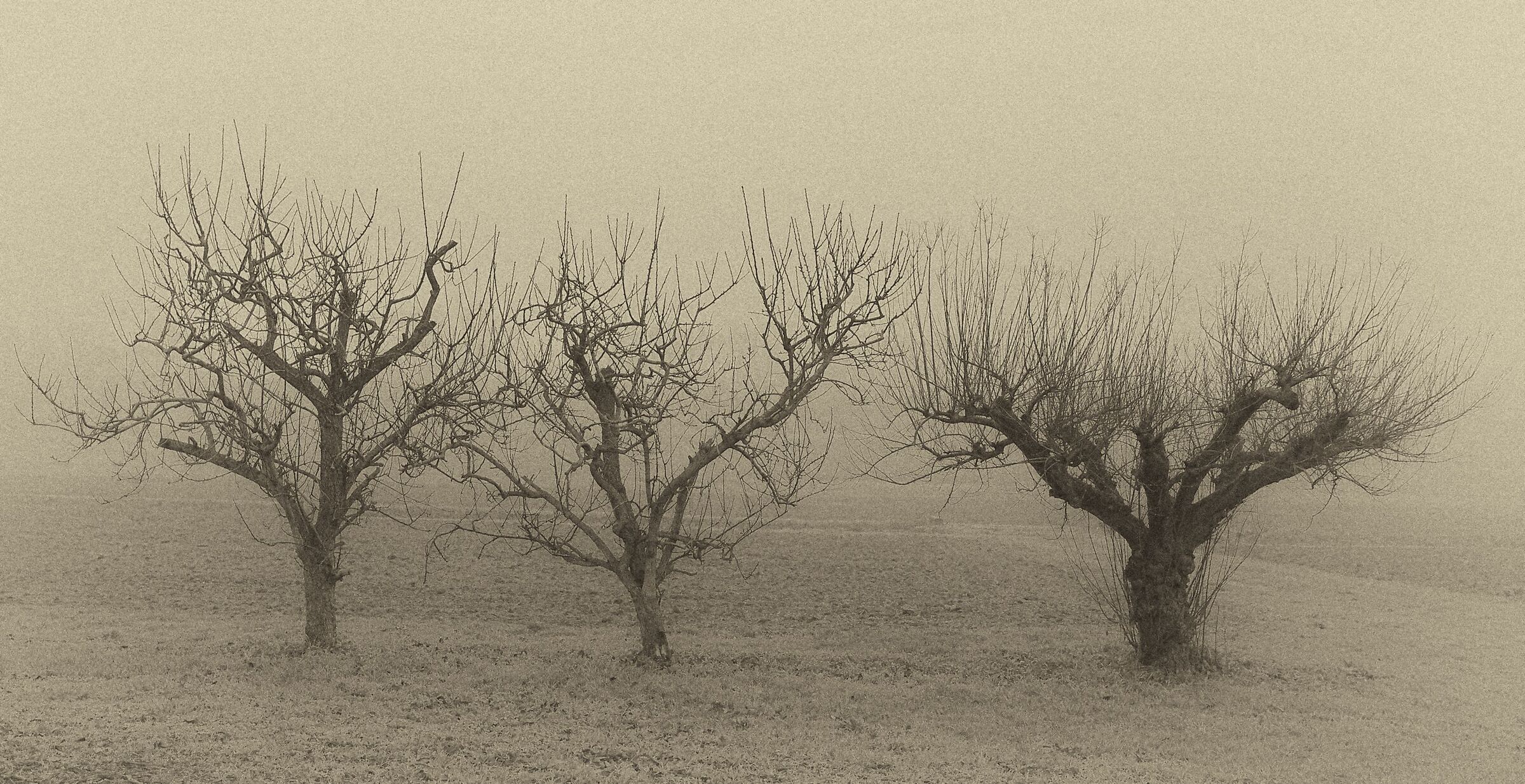 04/01/2021 - Tre alberi nella nebbia