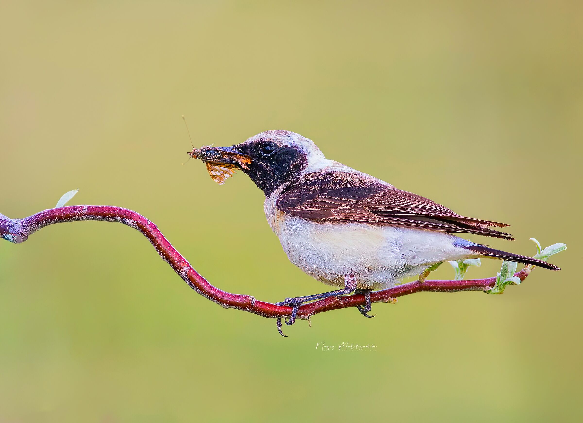 Sony a6400&sony200-600FE G oss f/8  1/1600s  600mm