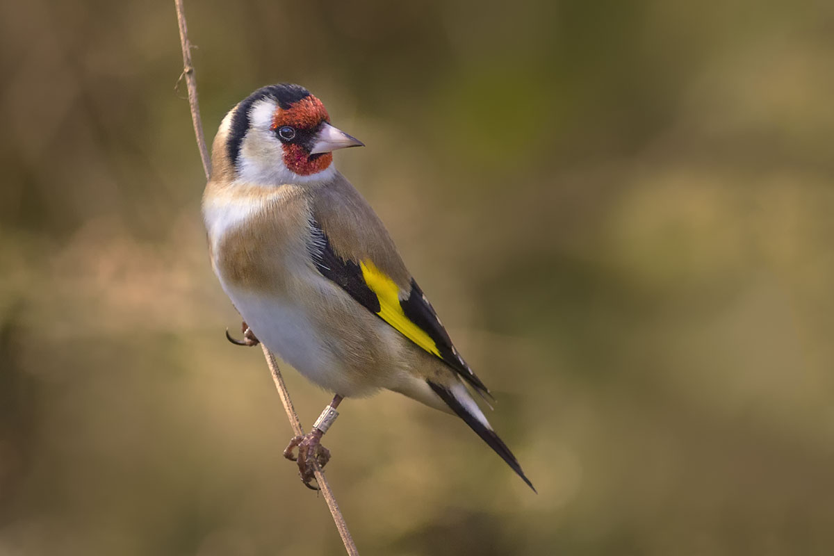 Ringed Goldfinch
