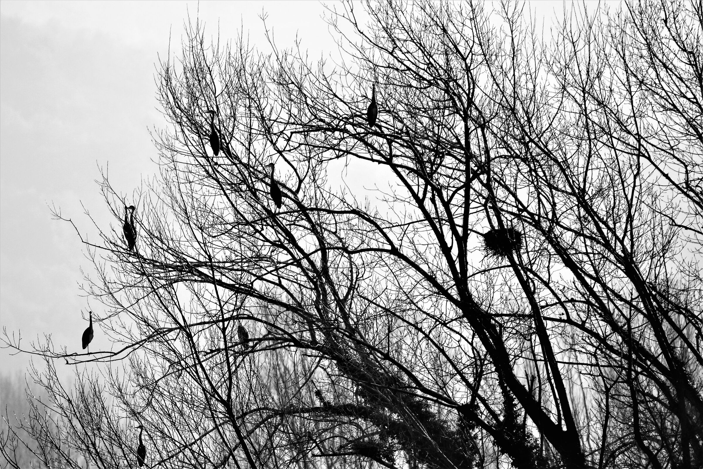 l'albero degli aironi cinerini