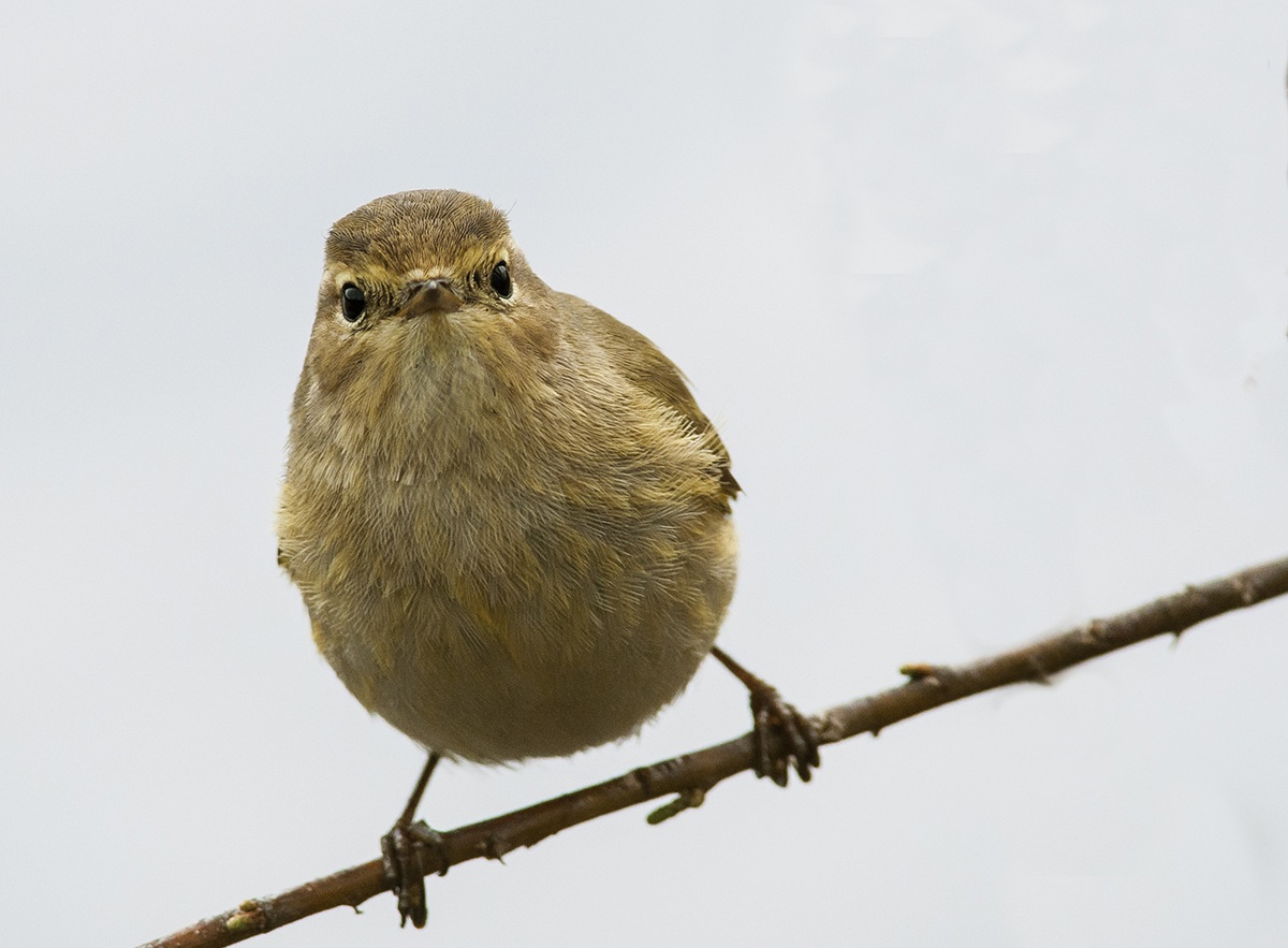 Chiffchaff