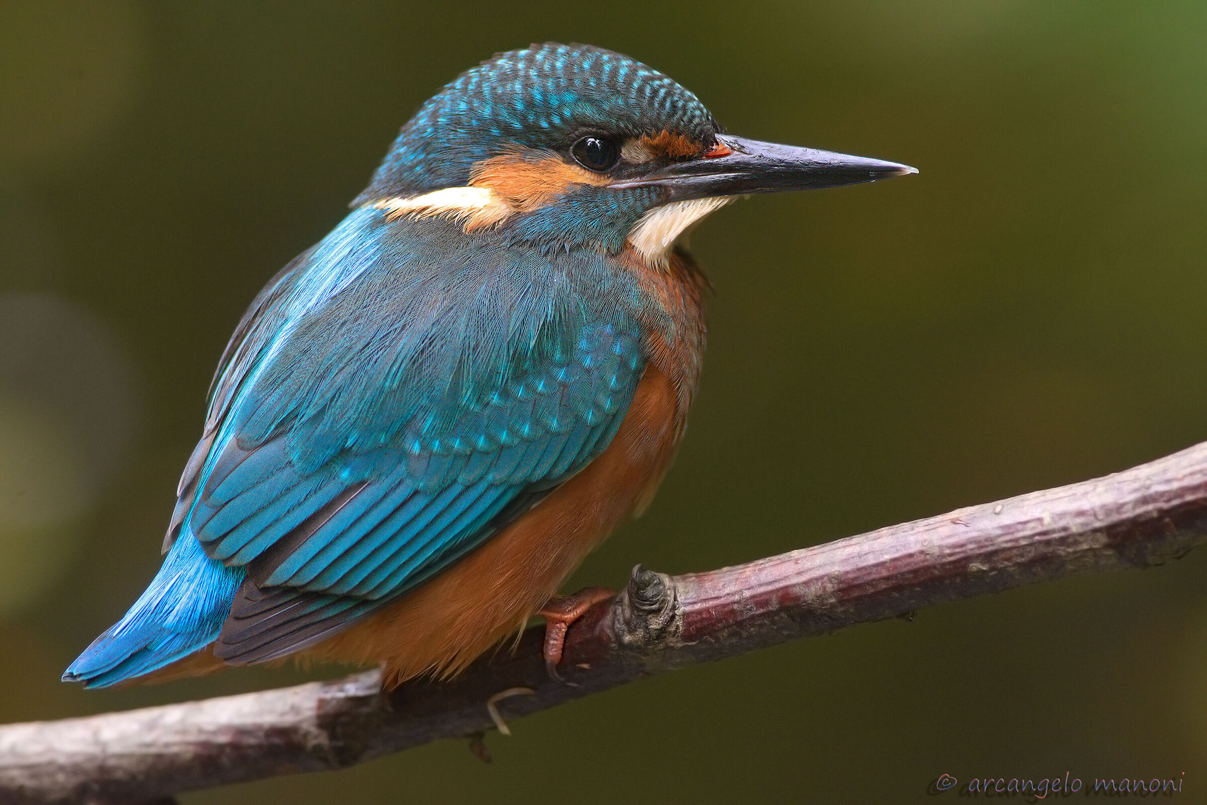 A martino in the foreground