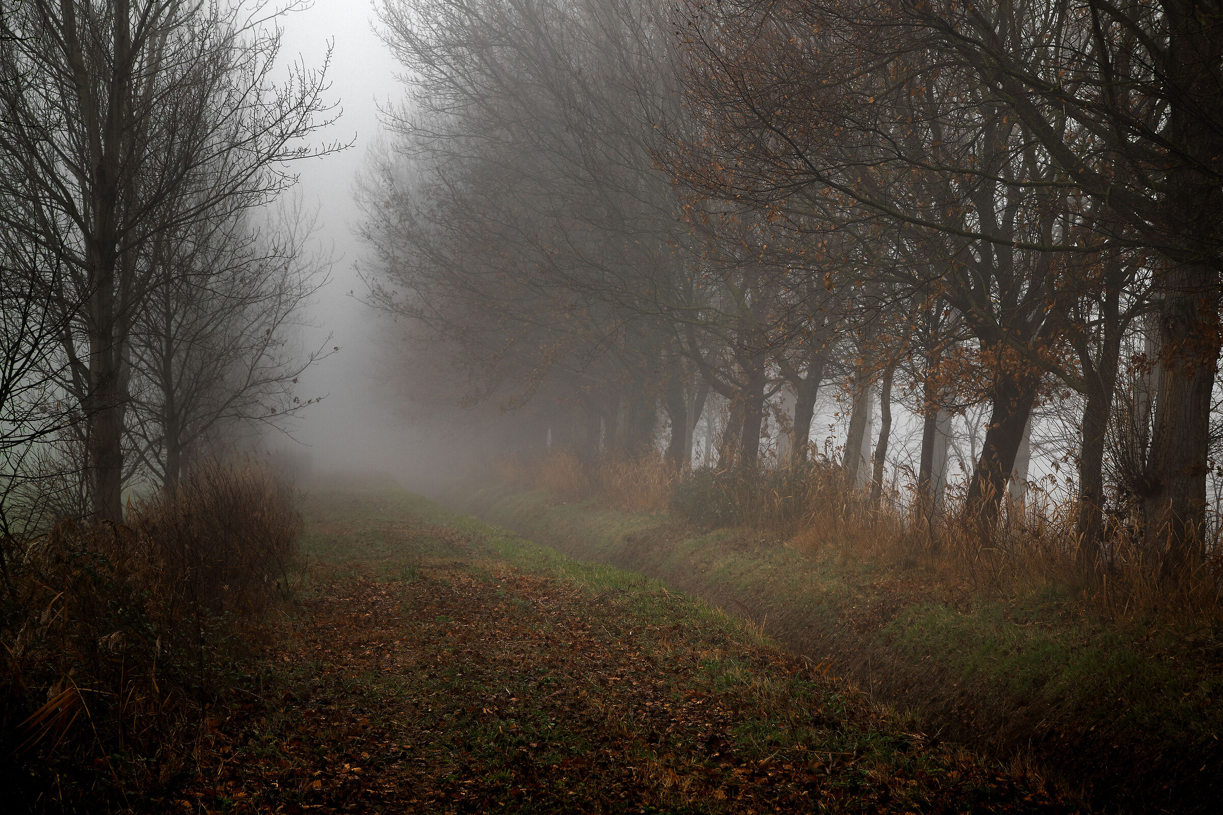 fog along the ditch
