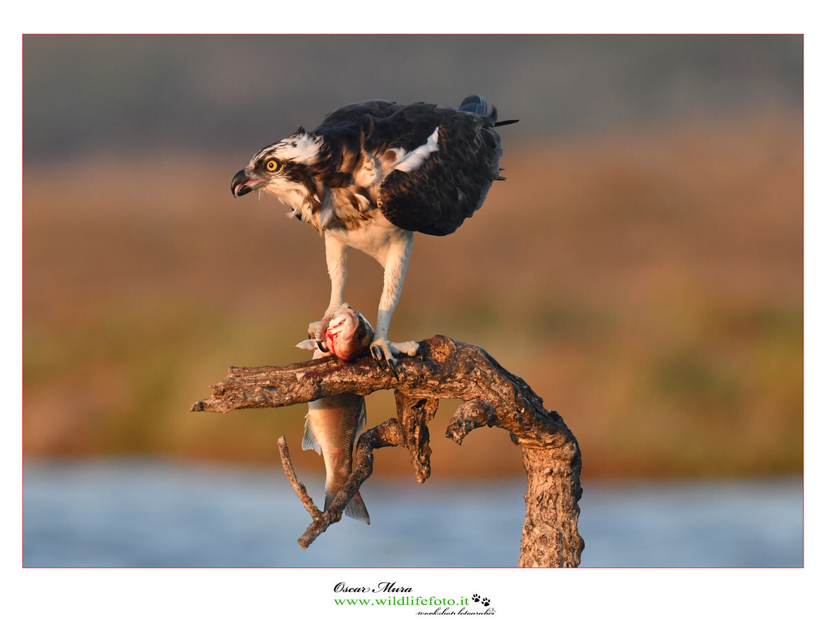 Falco pescatore Osprey