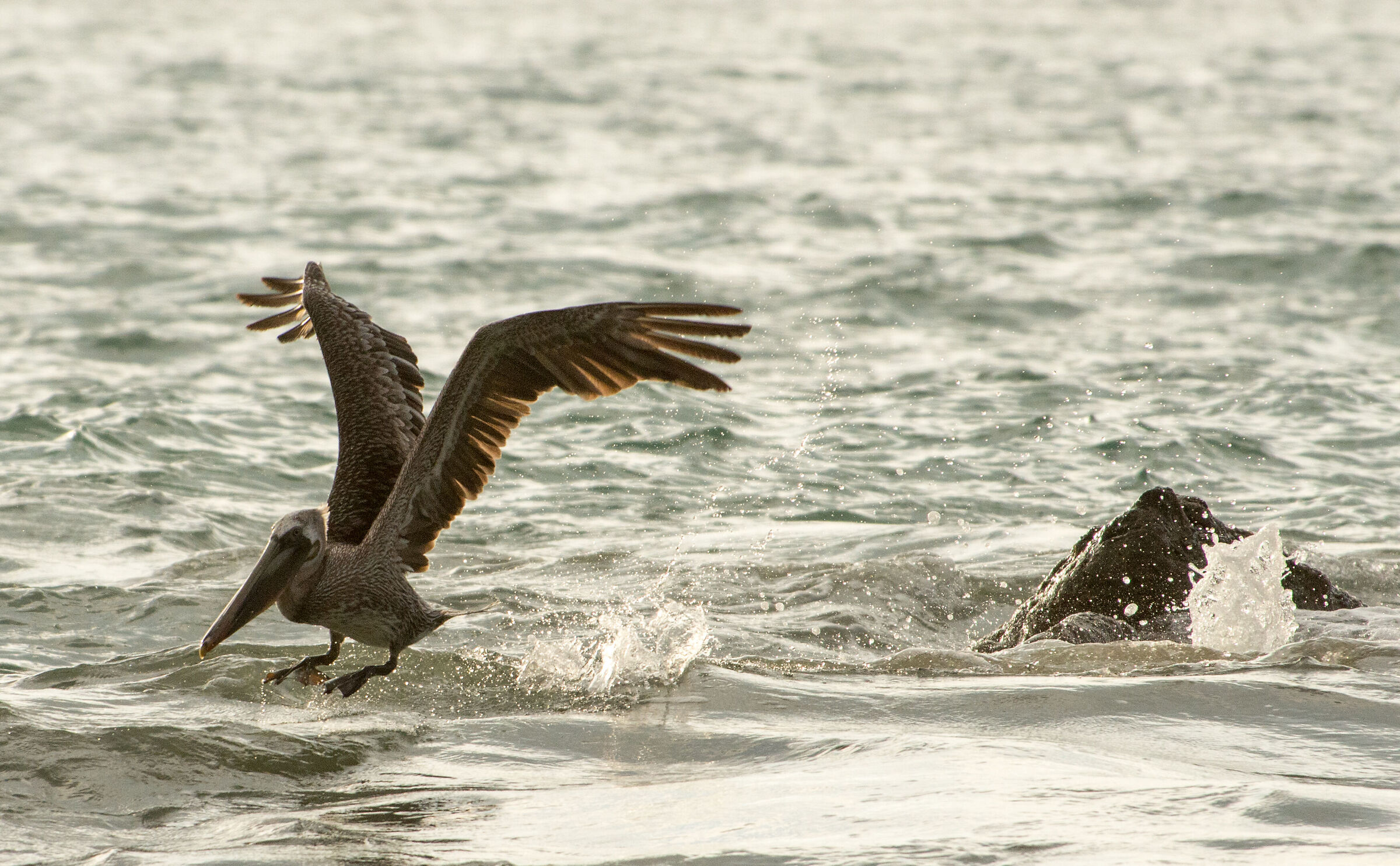 Pellicano bruno al tramonto (Costarica)