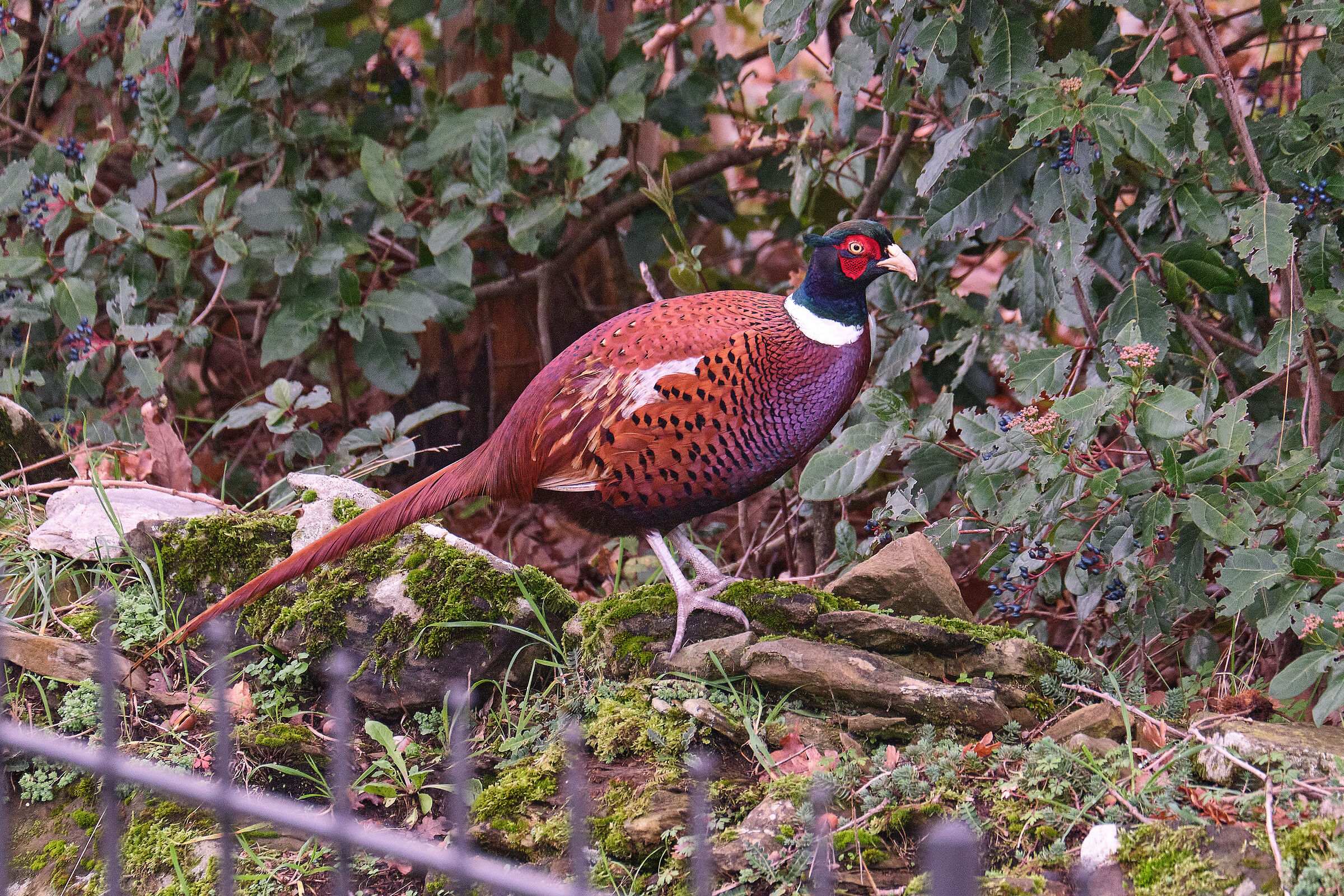 Big hunt next to home