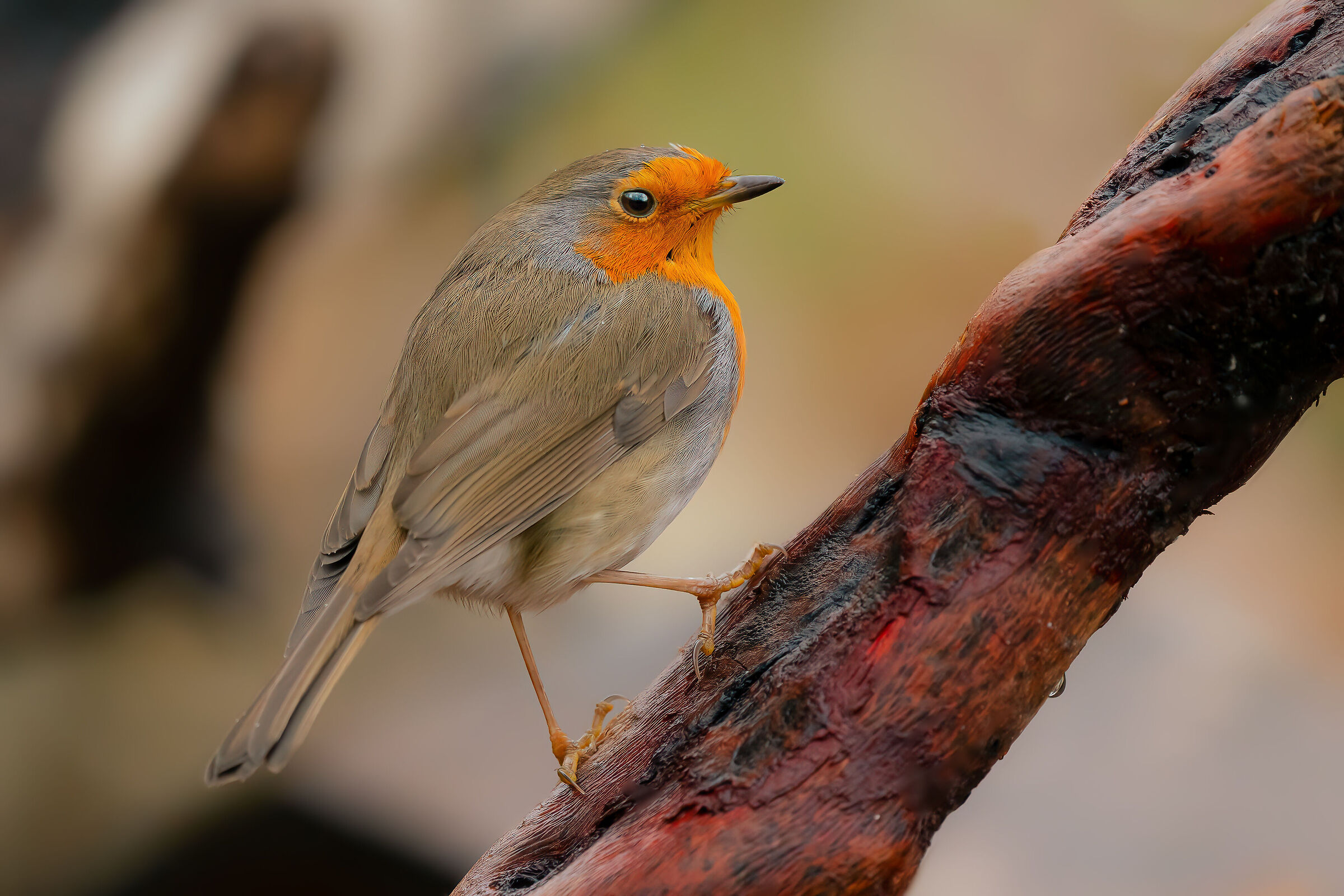 under the rain, robin