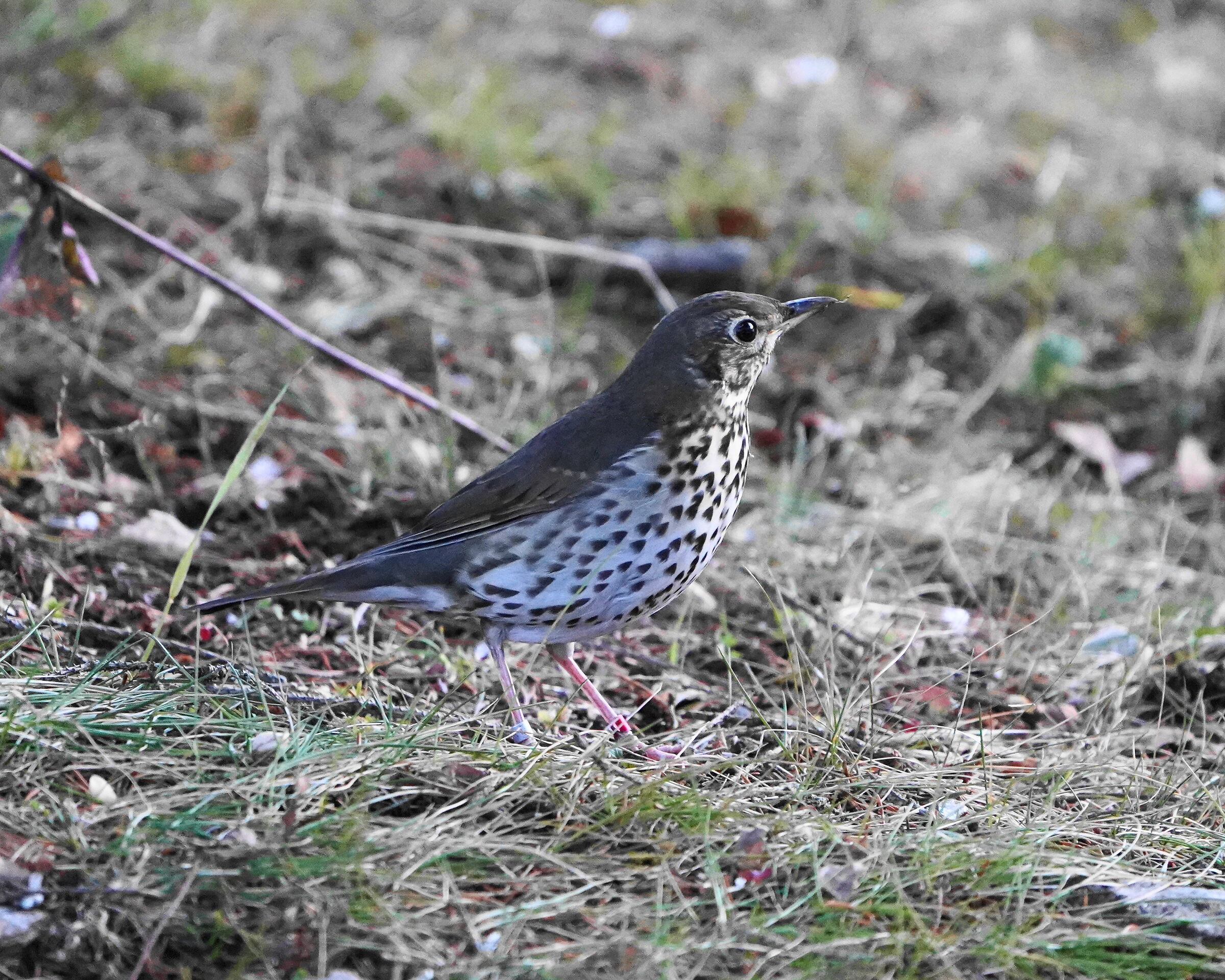 thrush bottaccio with two rings, finally free