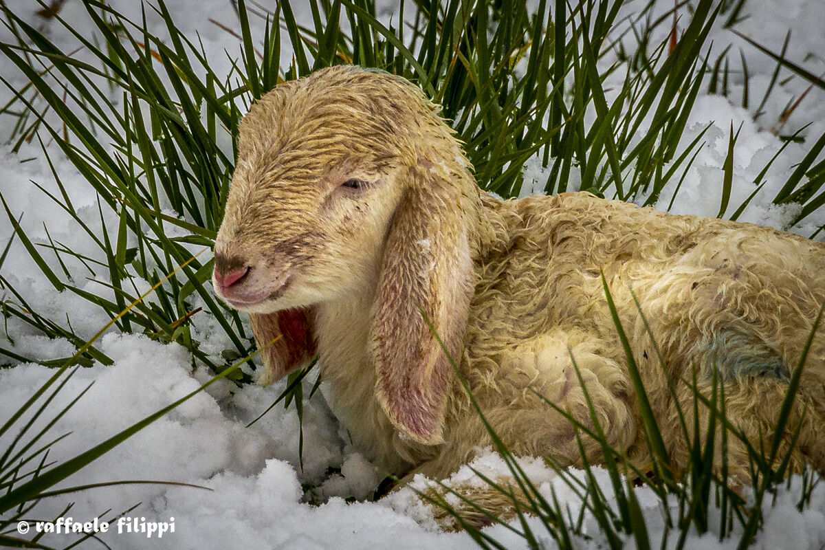 Little lamb in the snow