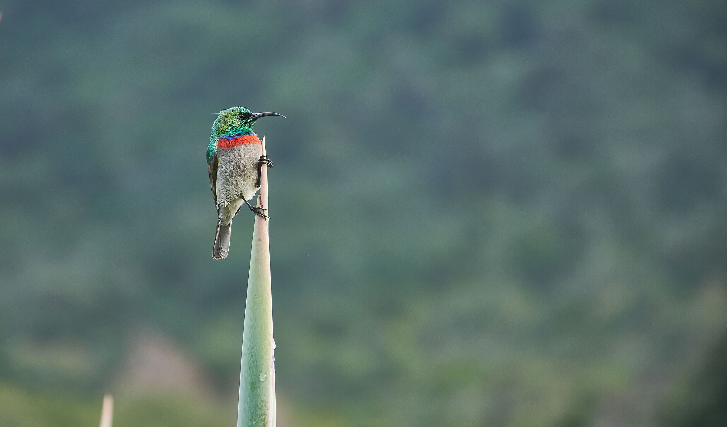 small nectarin with double collar
