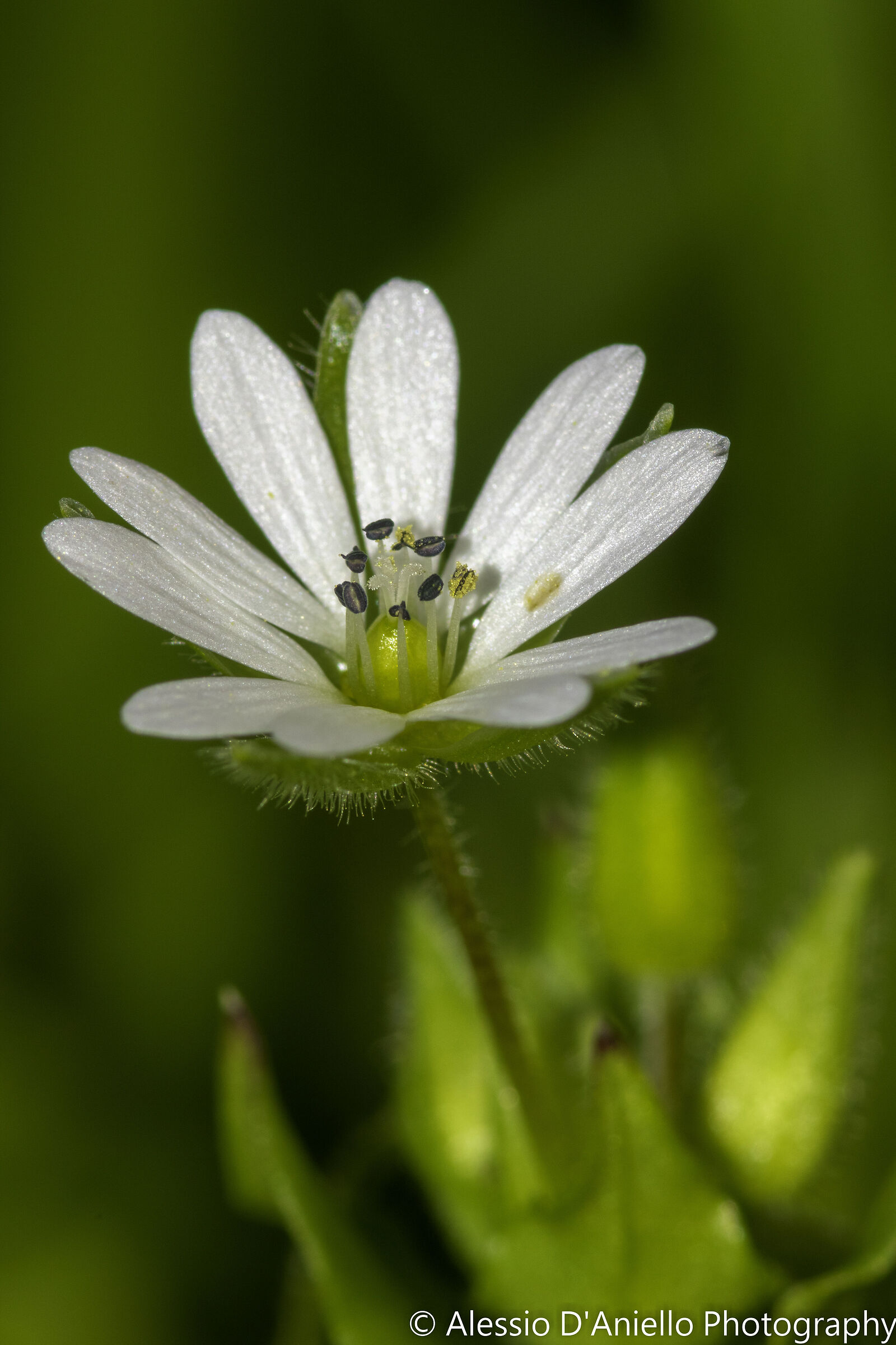 Stellaria Media
