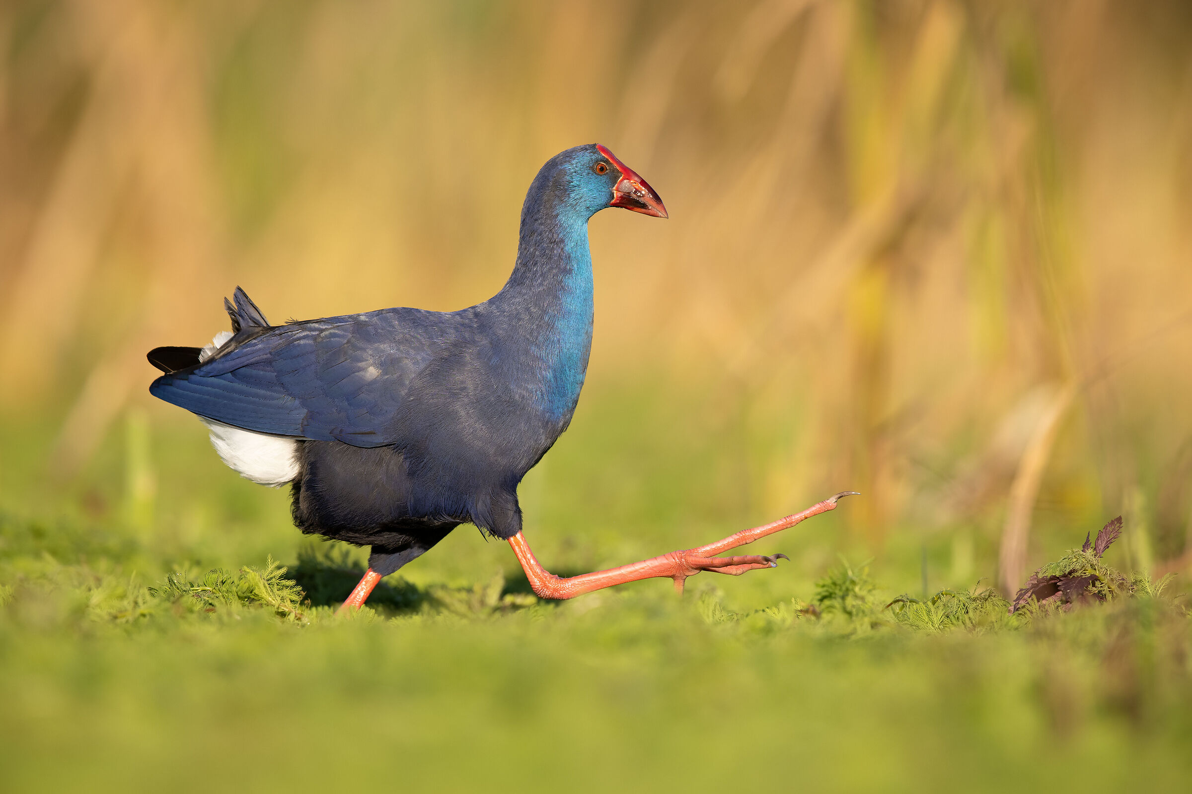 Purple swamphen - Porphyrio porphyrio