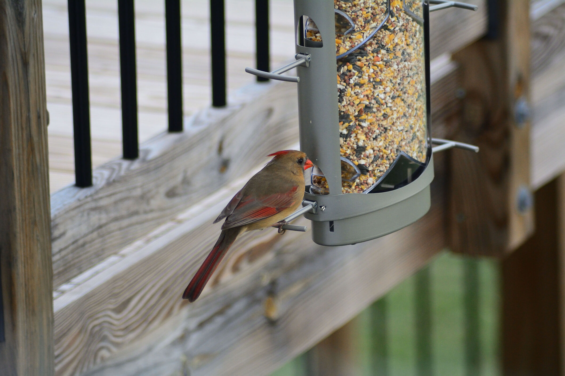 Cardinale oggi a Feeder