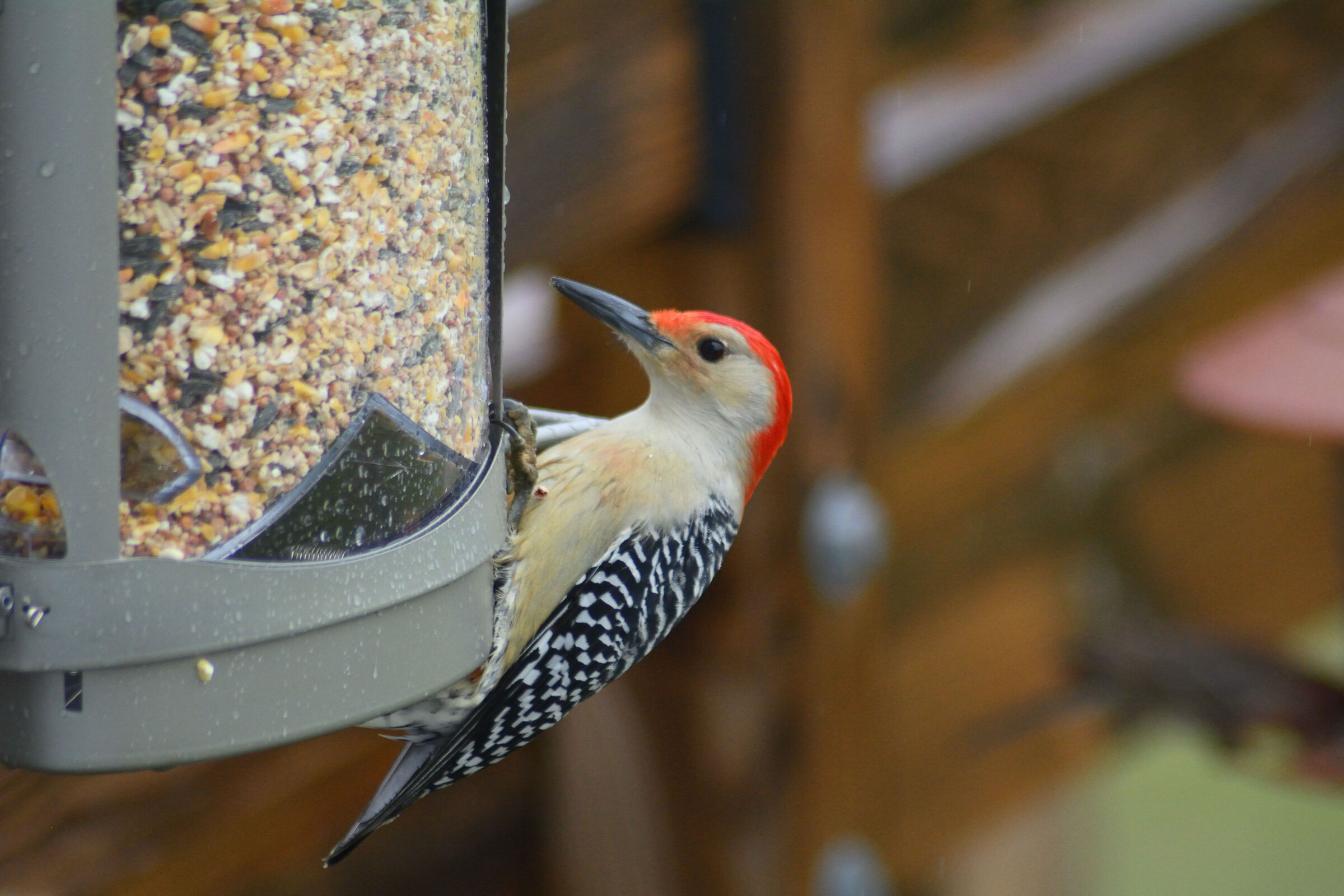 Picchio dal ventre rosso