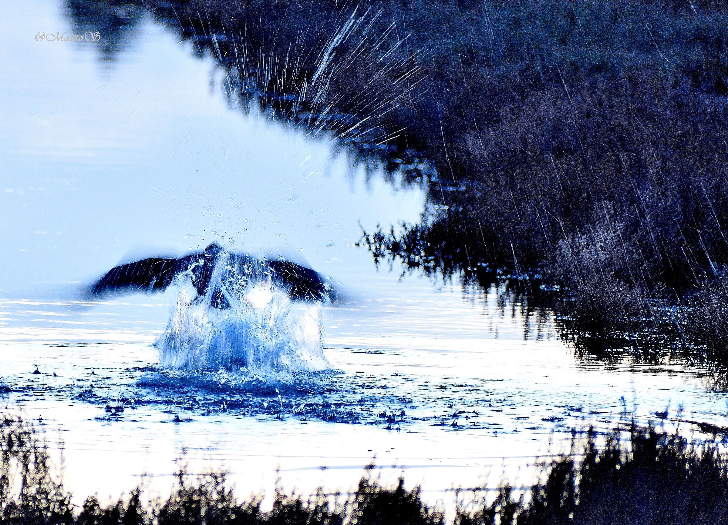 Decollo di un Cormorano  (a 1/30)