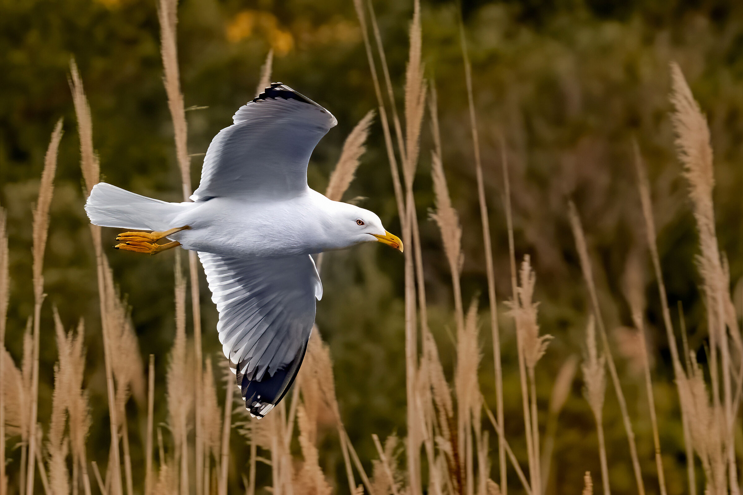 Gabbiano - Portonovo AN