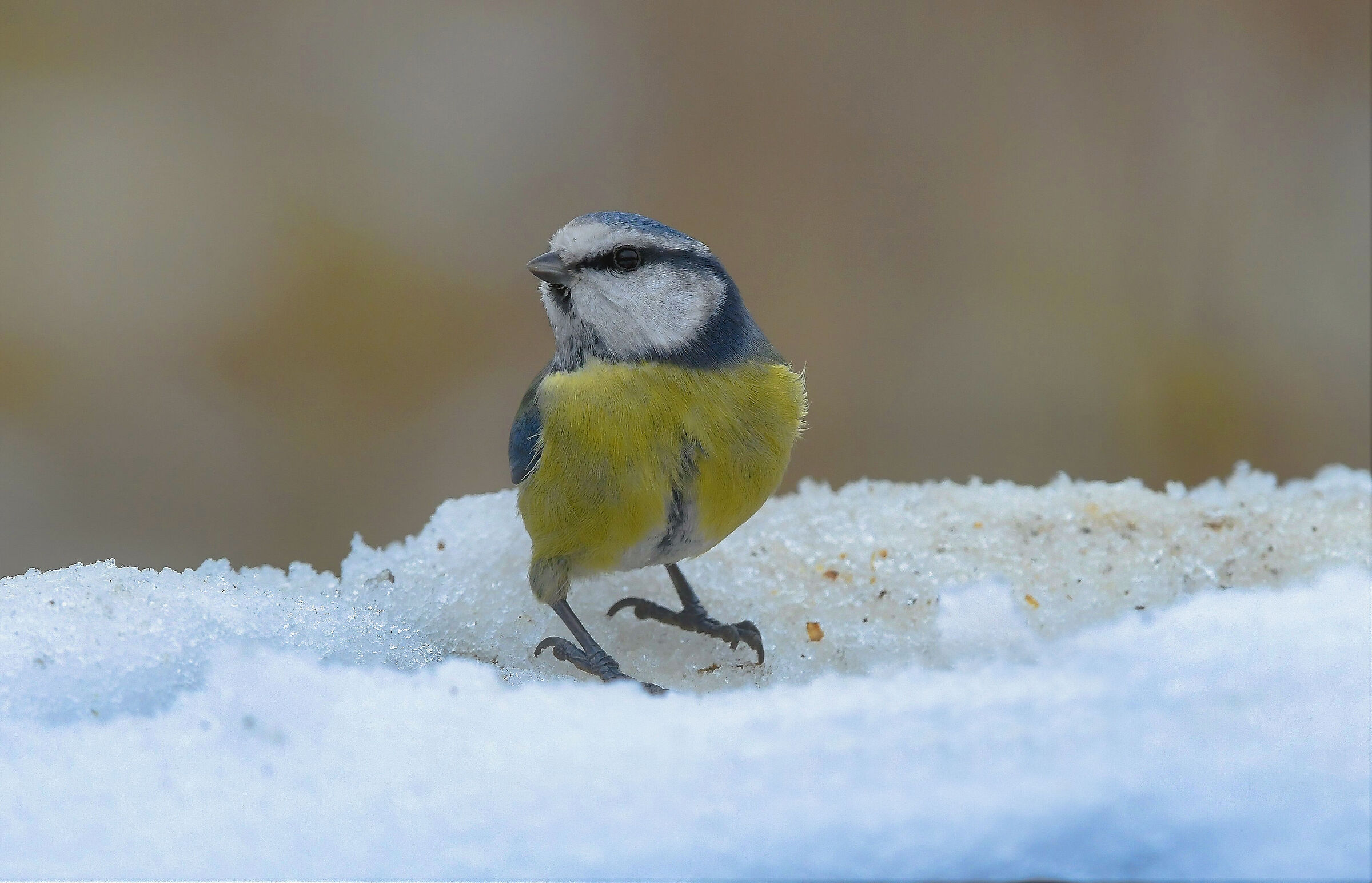 La bella Cinciallegra