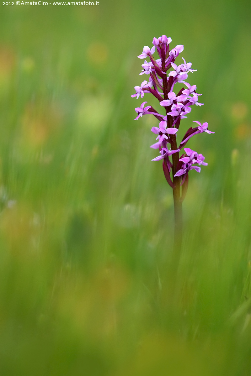 Orchis Branciforti