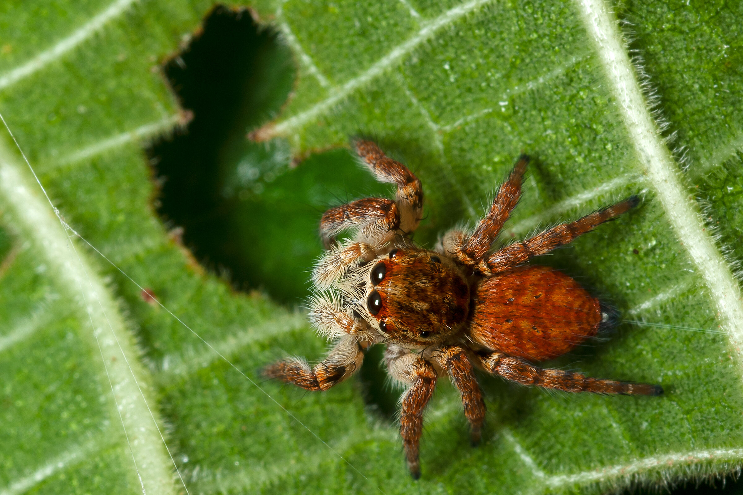 Salticidae
