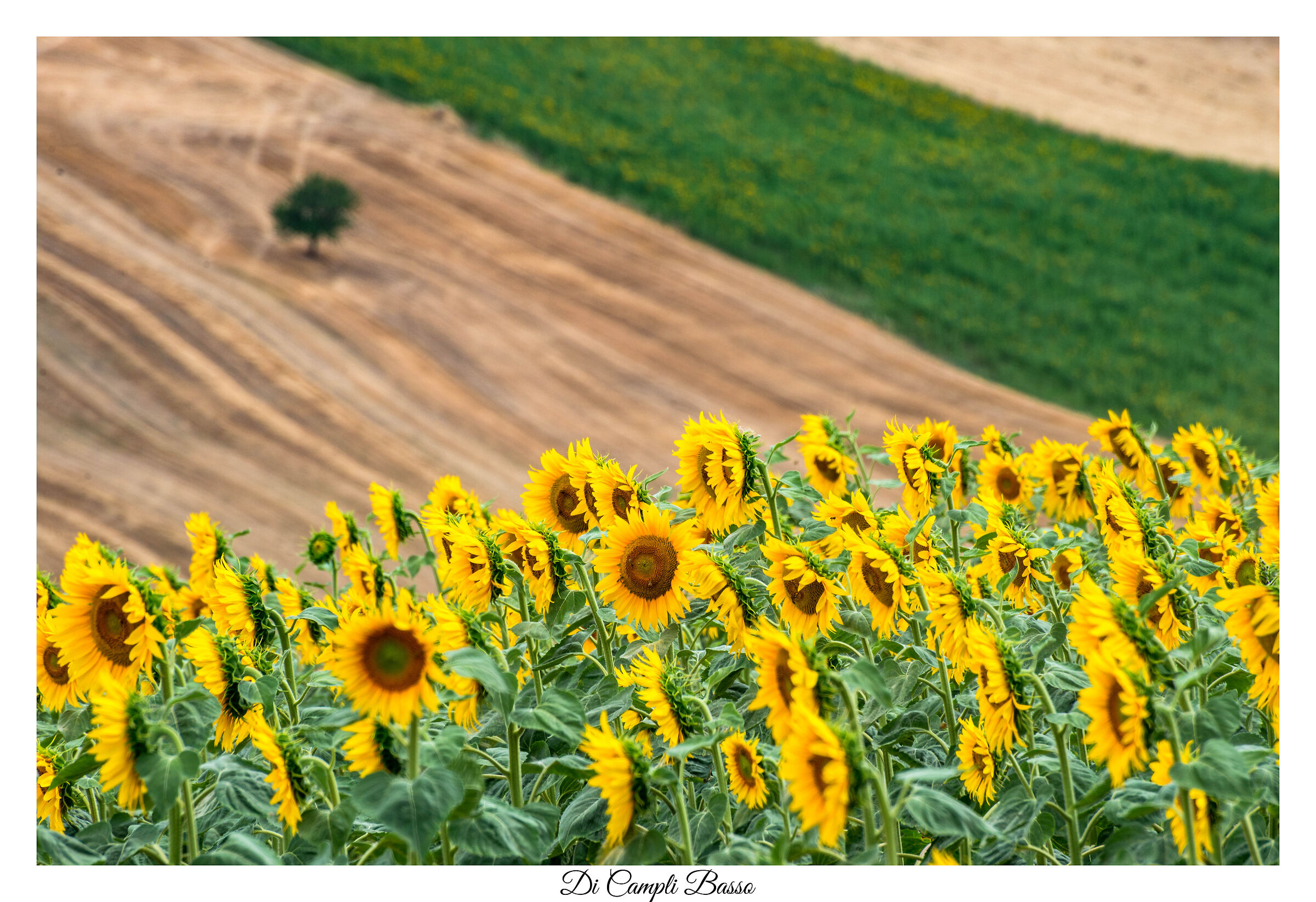 Girasoli