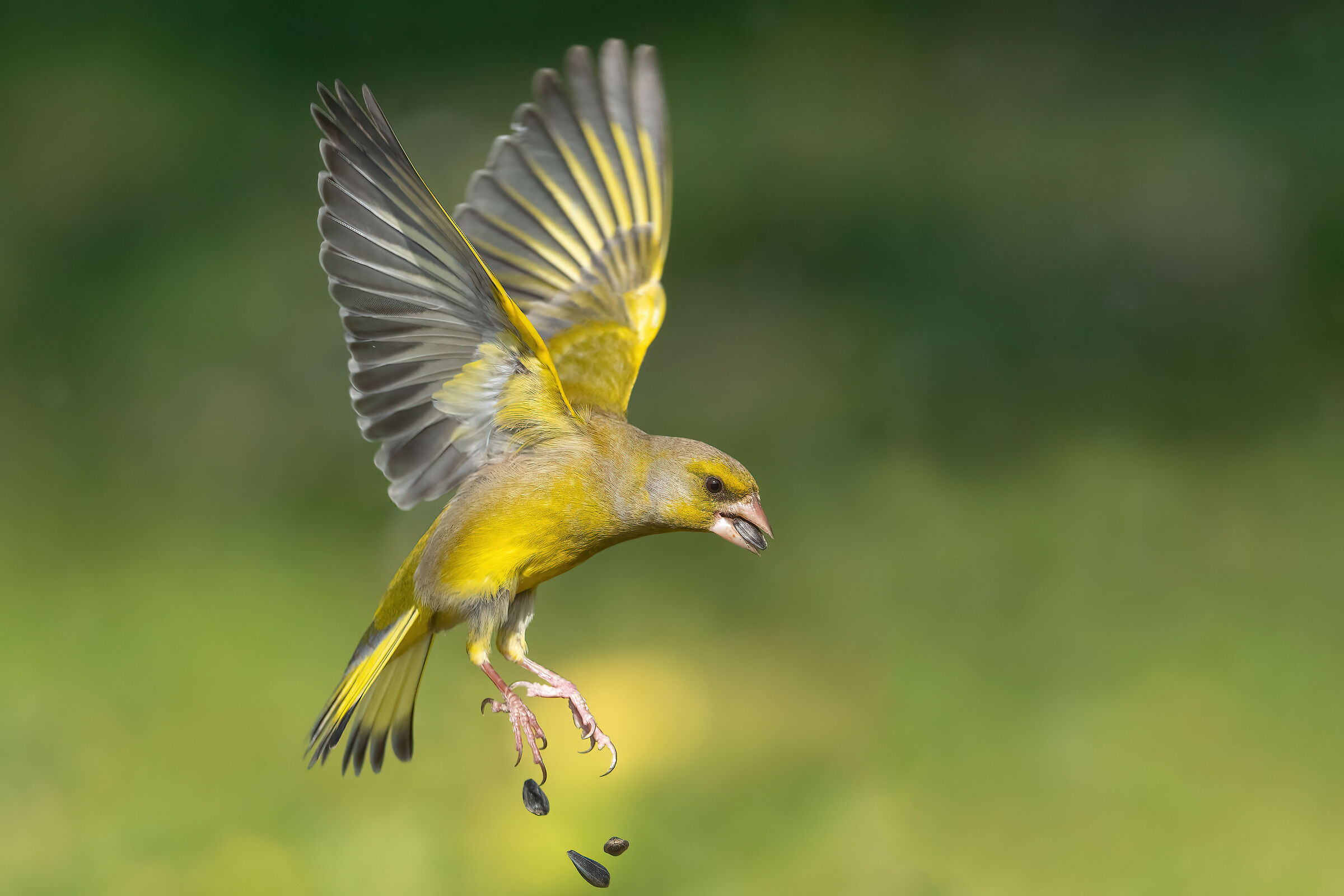 A greenfinch