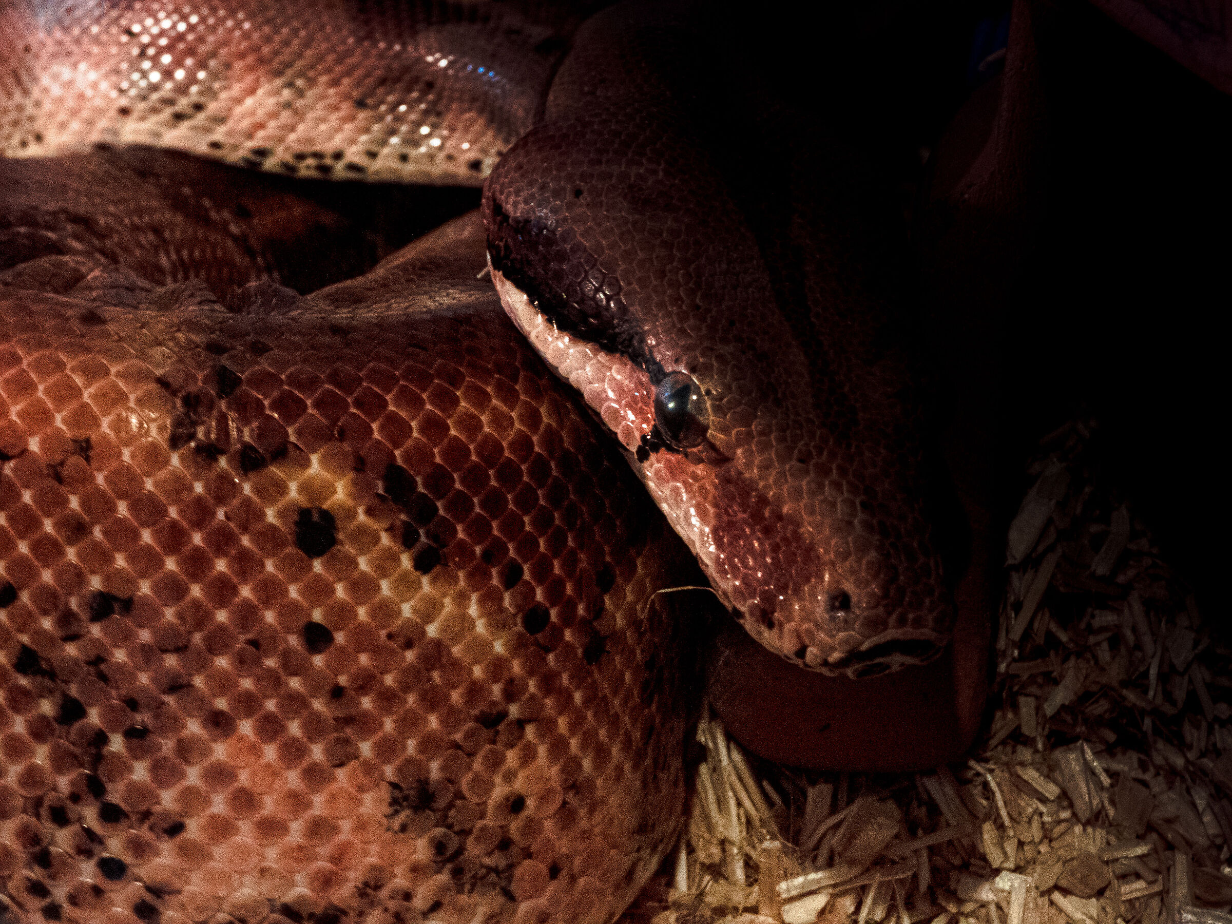 Boa Constrictor Imperator