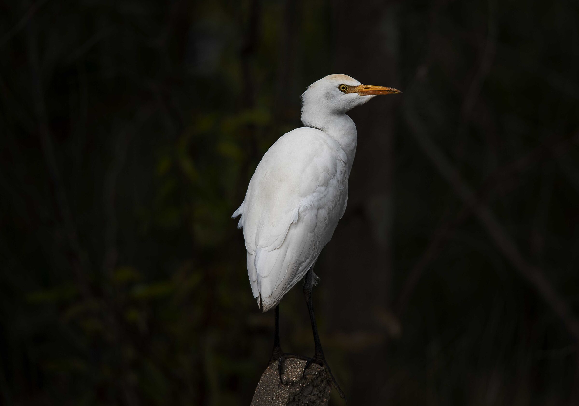 airone guardiabuoi in lockdown