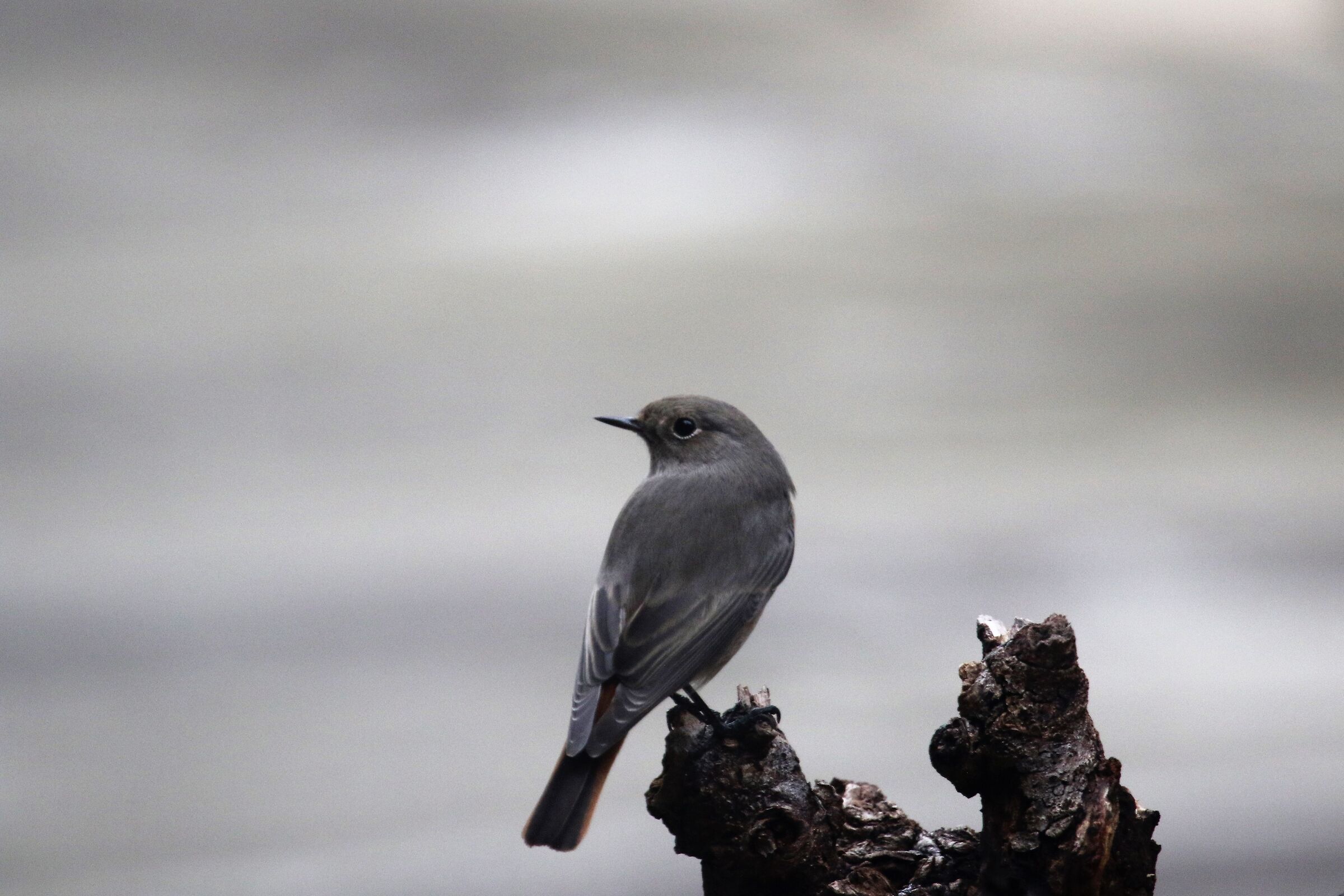 codirosso fireplace from home