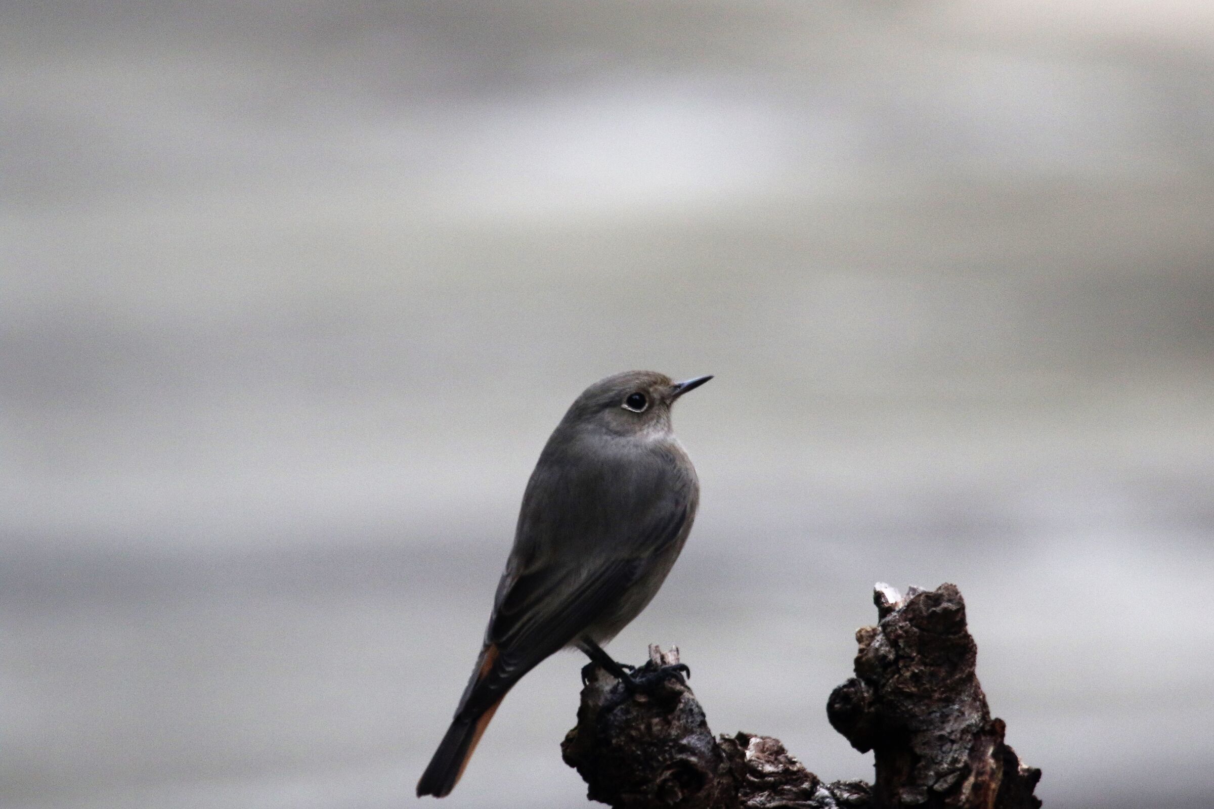 codirosso fireplace from home