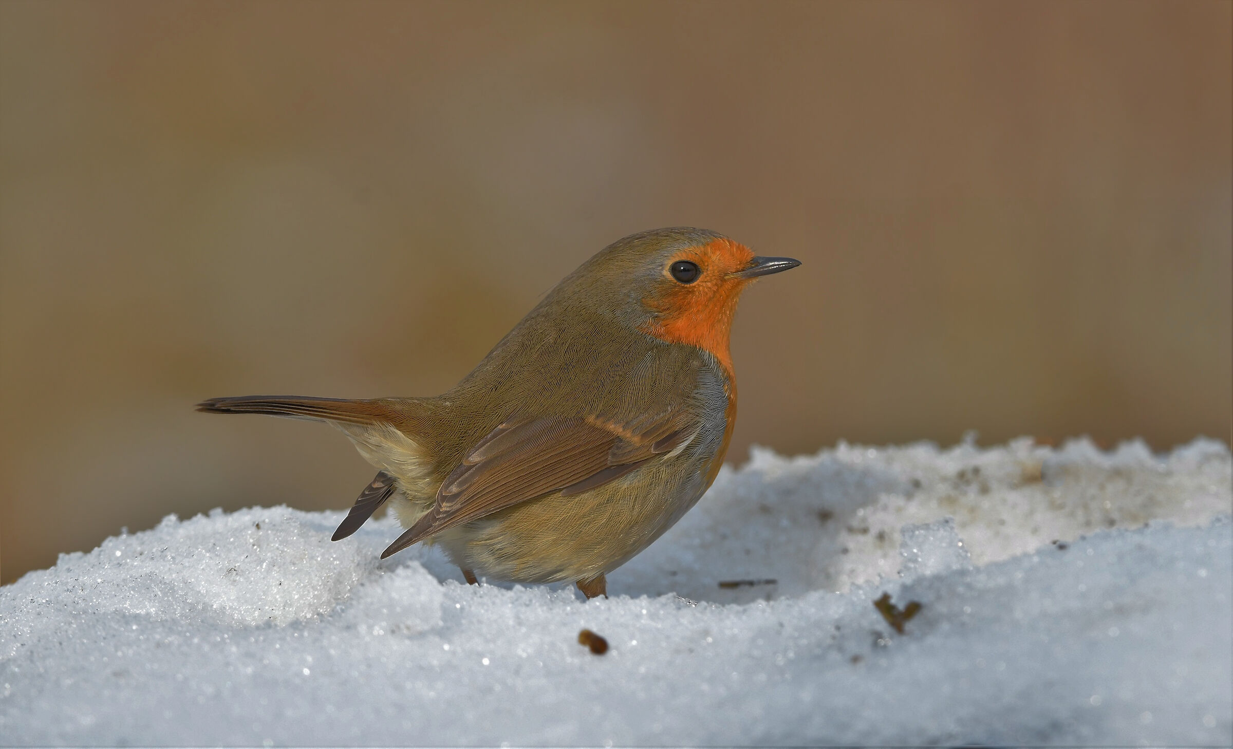 Pettirosso tra la neve