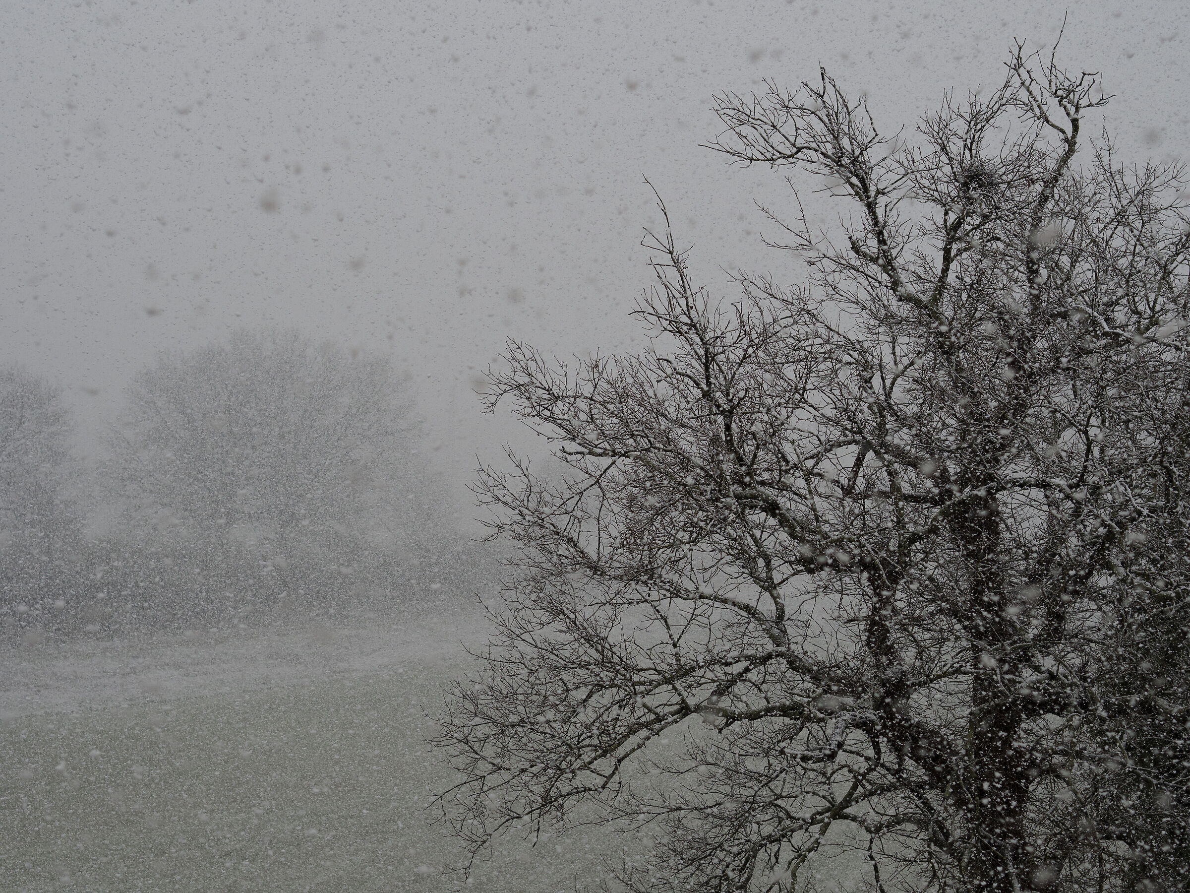 Pharnias bare, dressed in snow...
