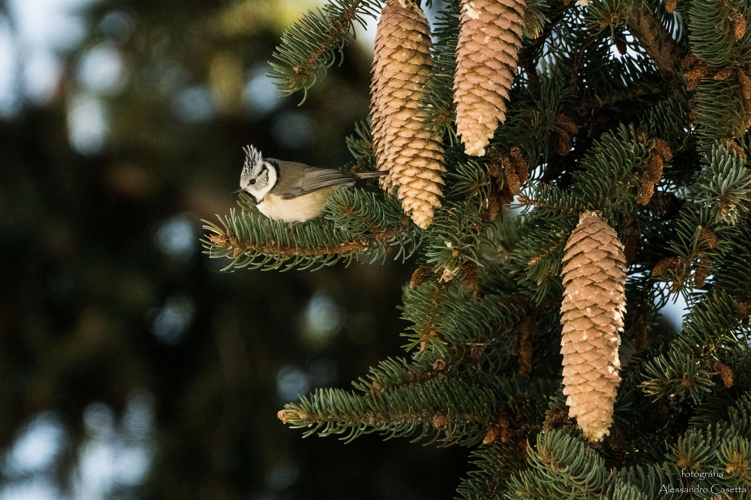 Cincia dal ciuffo su abete rosso