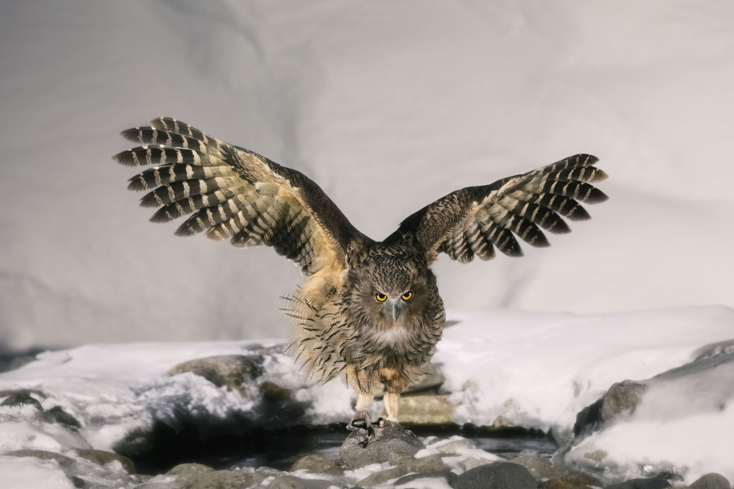 Gufo pescatore di Blakiston