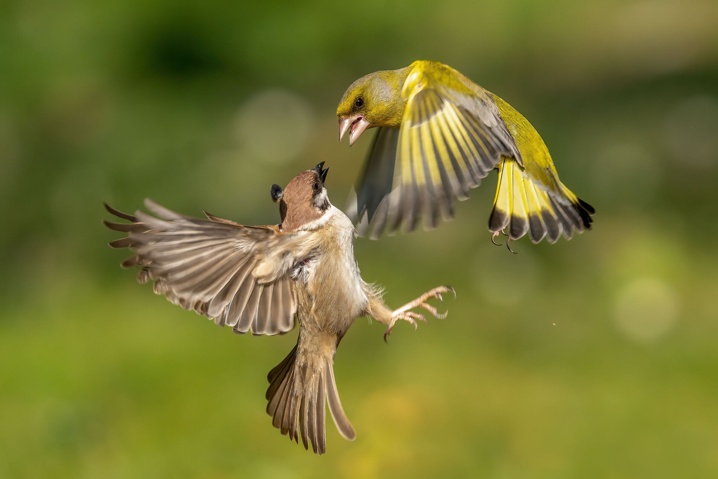 Fight for sunflower