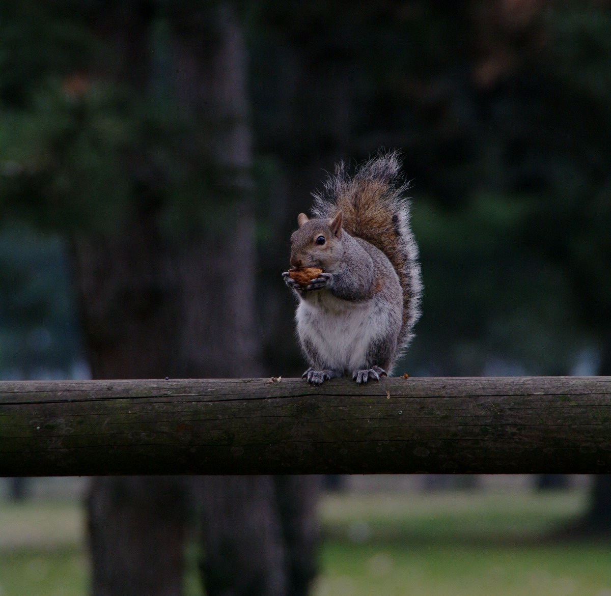 Scoiattolo grigio al Parco di Legnano