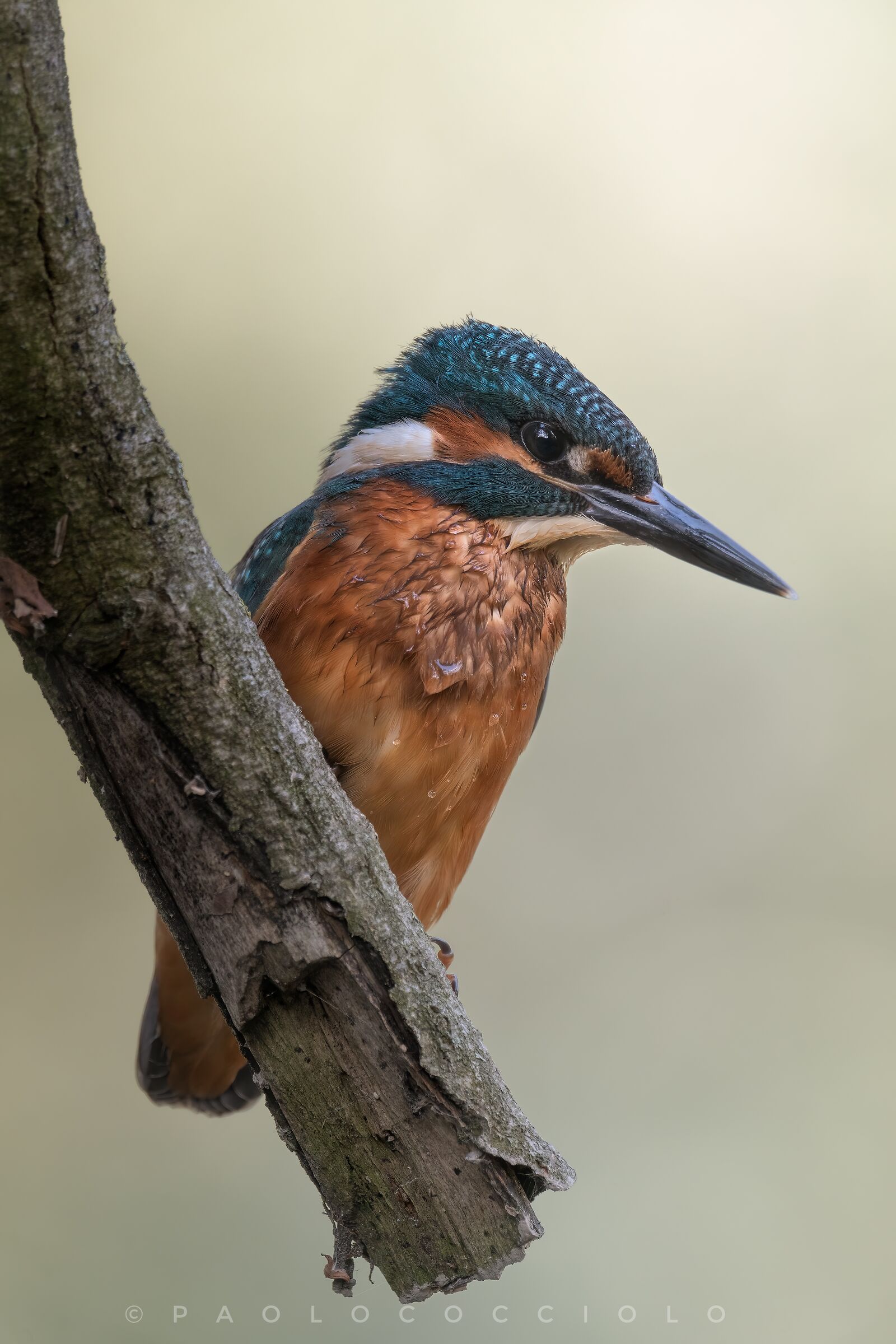 THE kingfisher