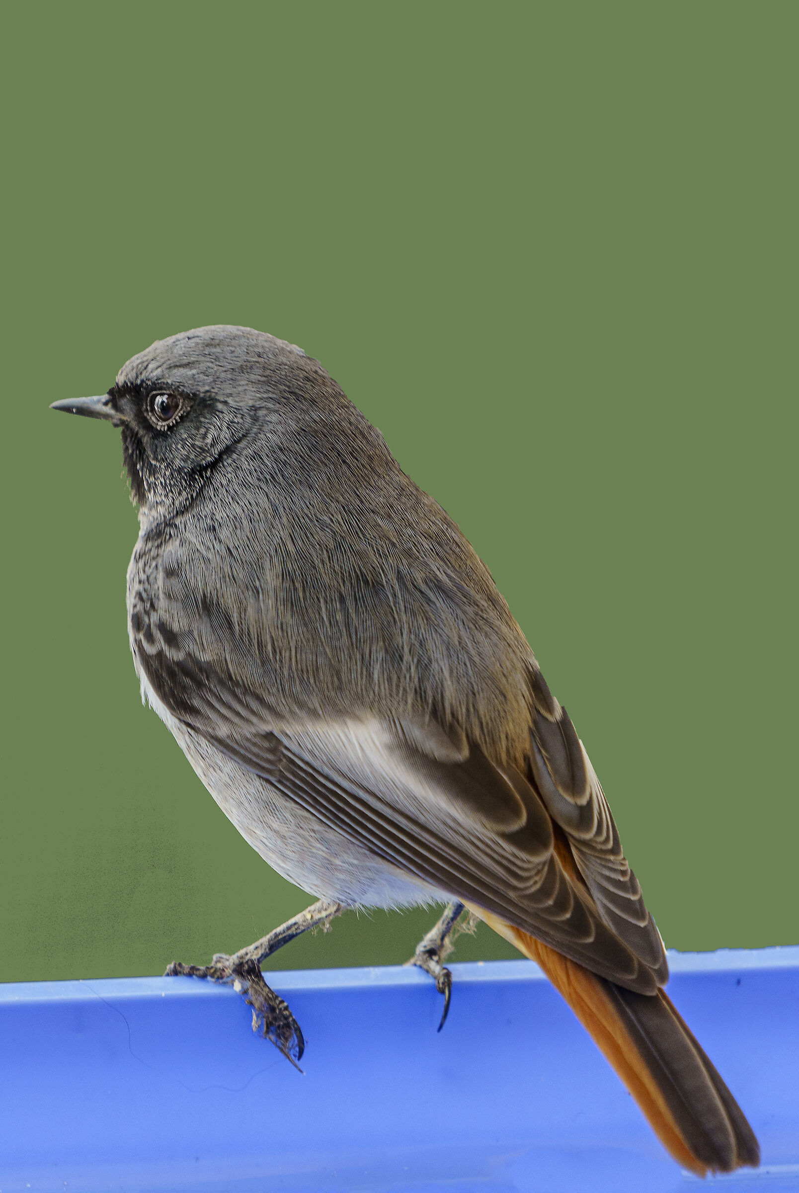 Codirosso spazzacamino