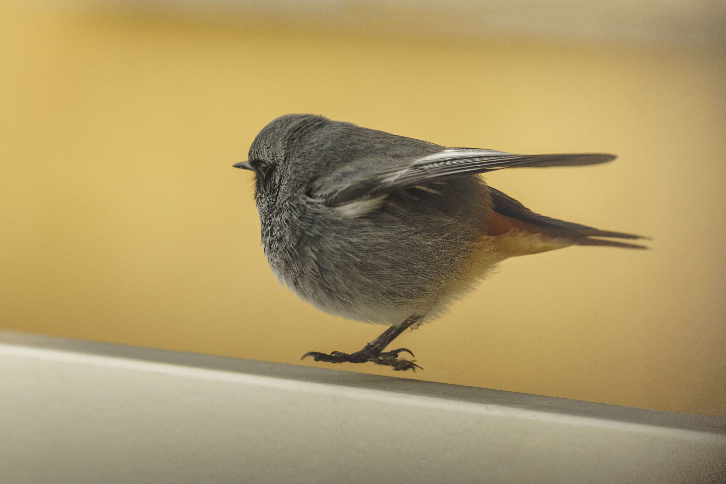 Codirosso spazzacamino