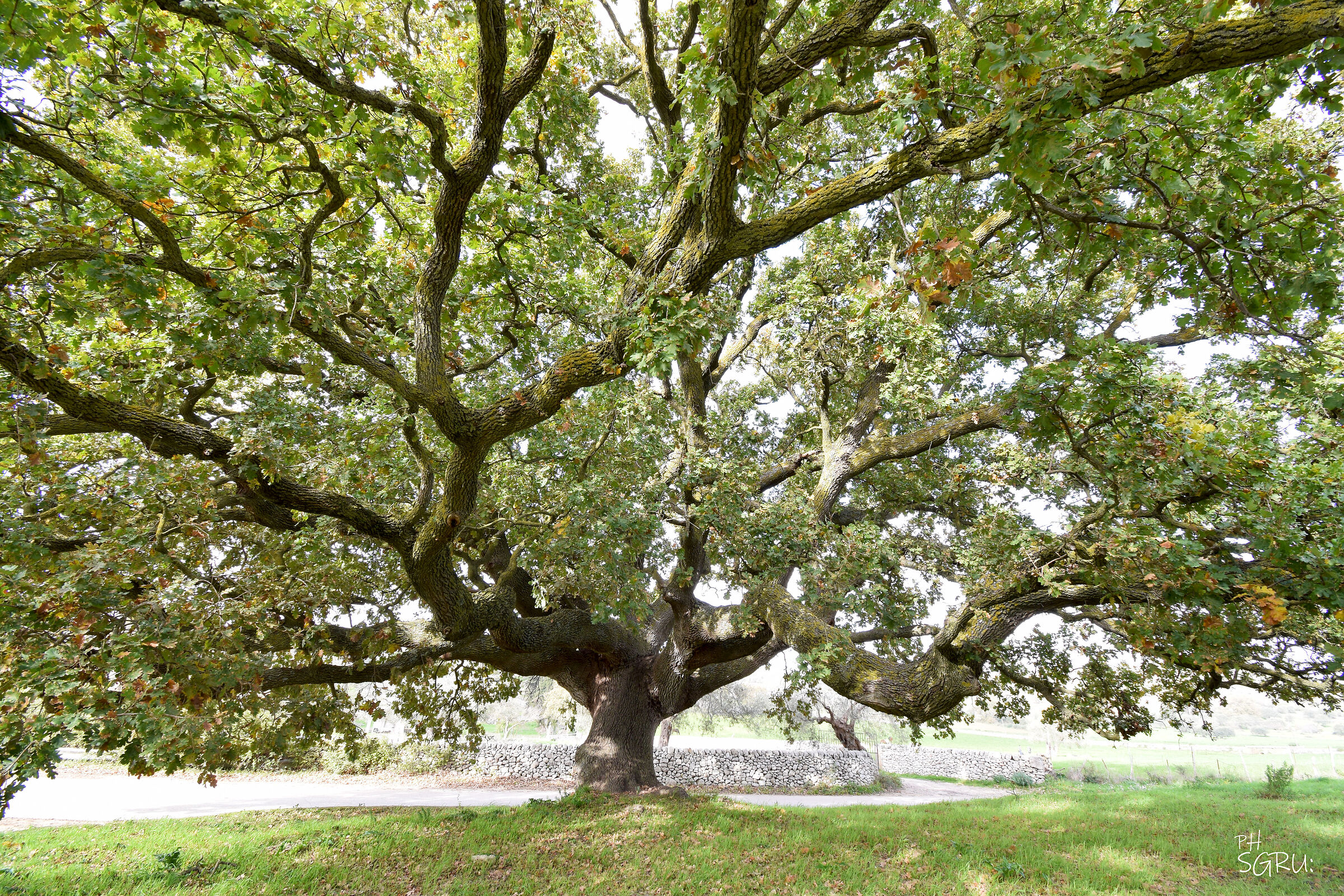 the big oak tree