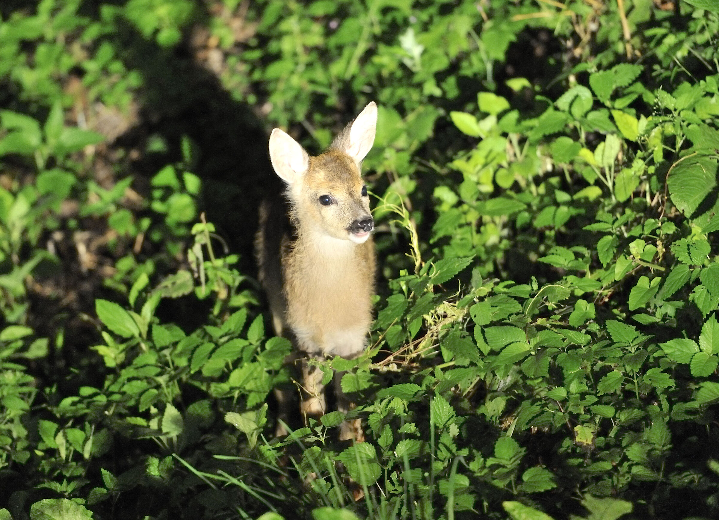 Close encounter