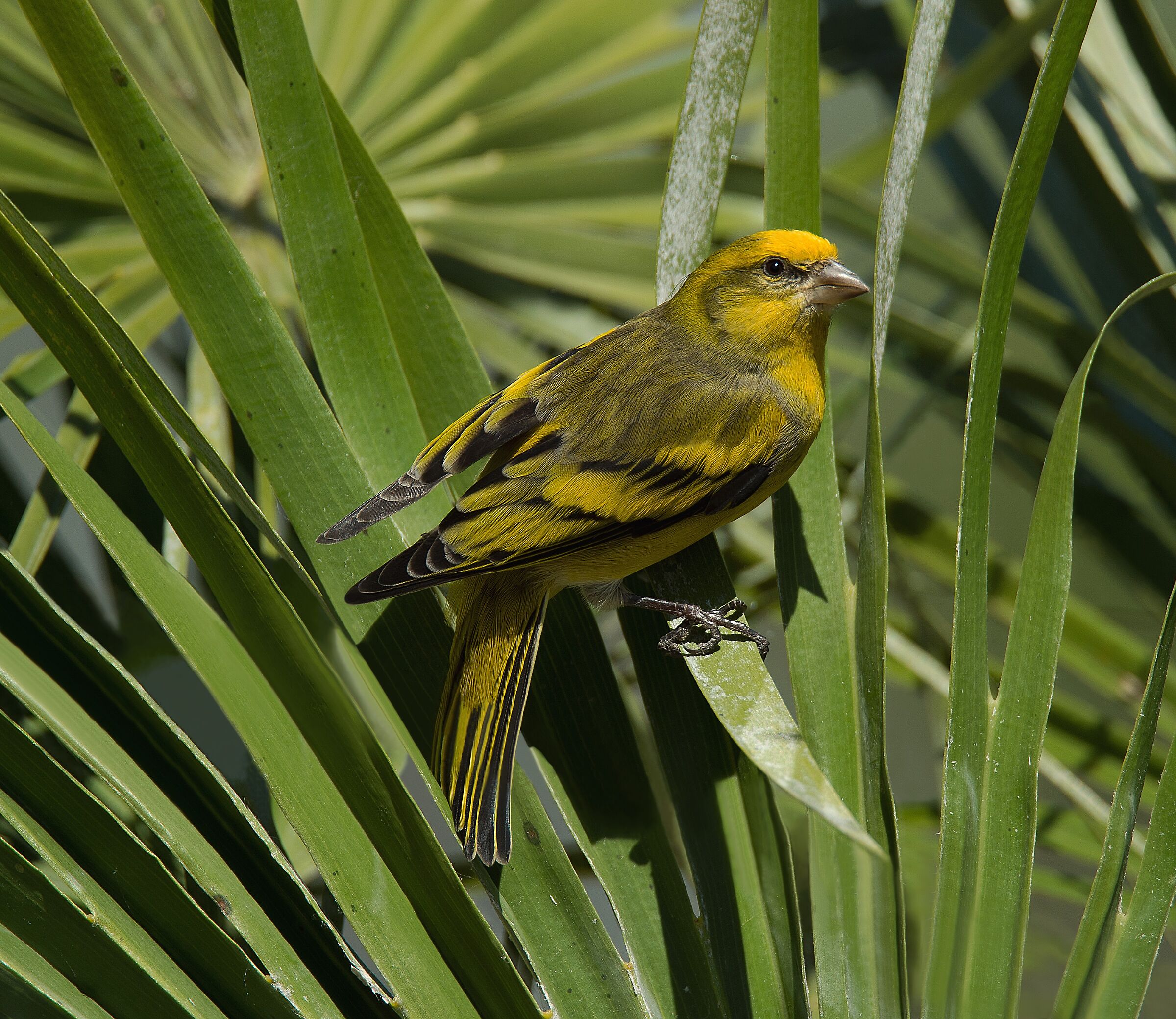 Yellowfront Canary (Serinus flavivertex)