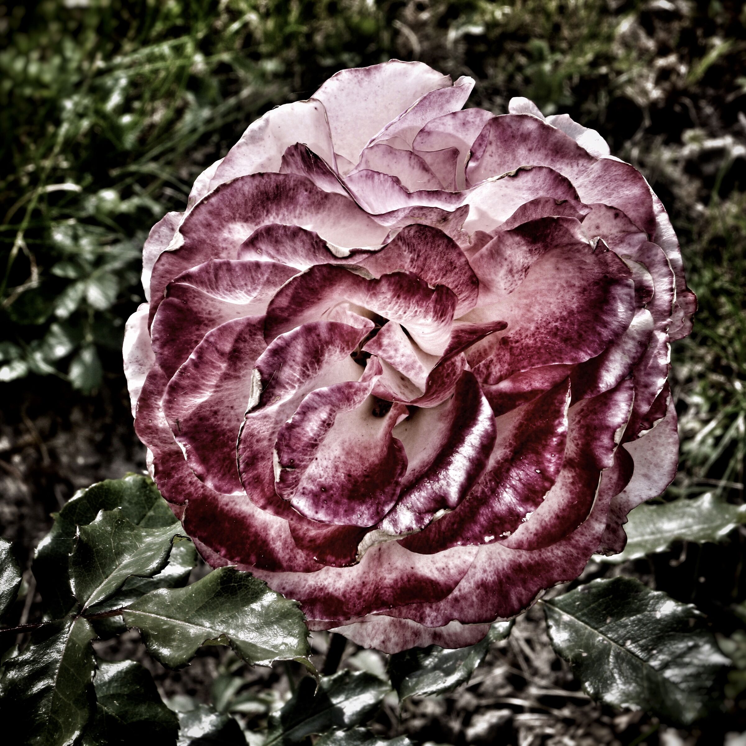 Rosa del mio giardino