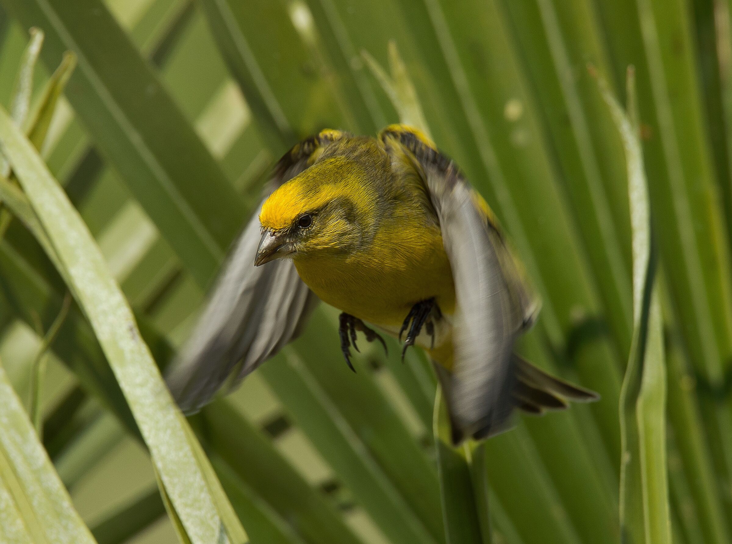Canarino Frontegialla (Serinus flavivertex) male