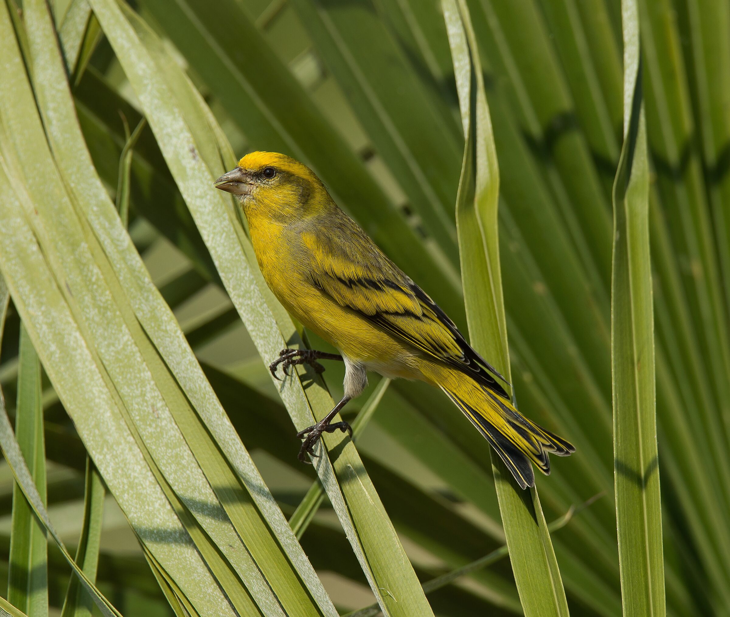 Canarino Frontegialla (Serinus flavivertex) male