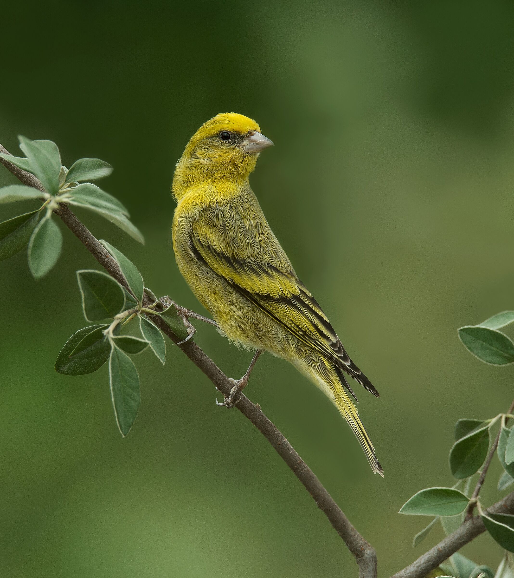 Canarino Frontegialla (Serinus flavivertex) male