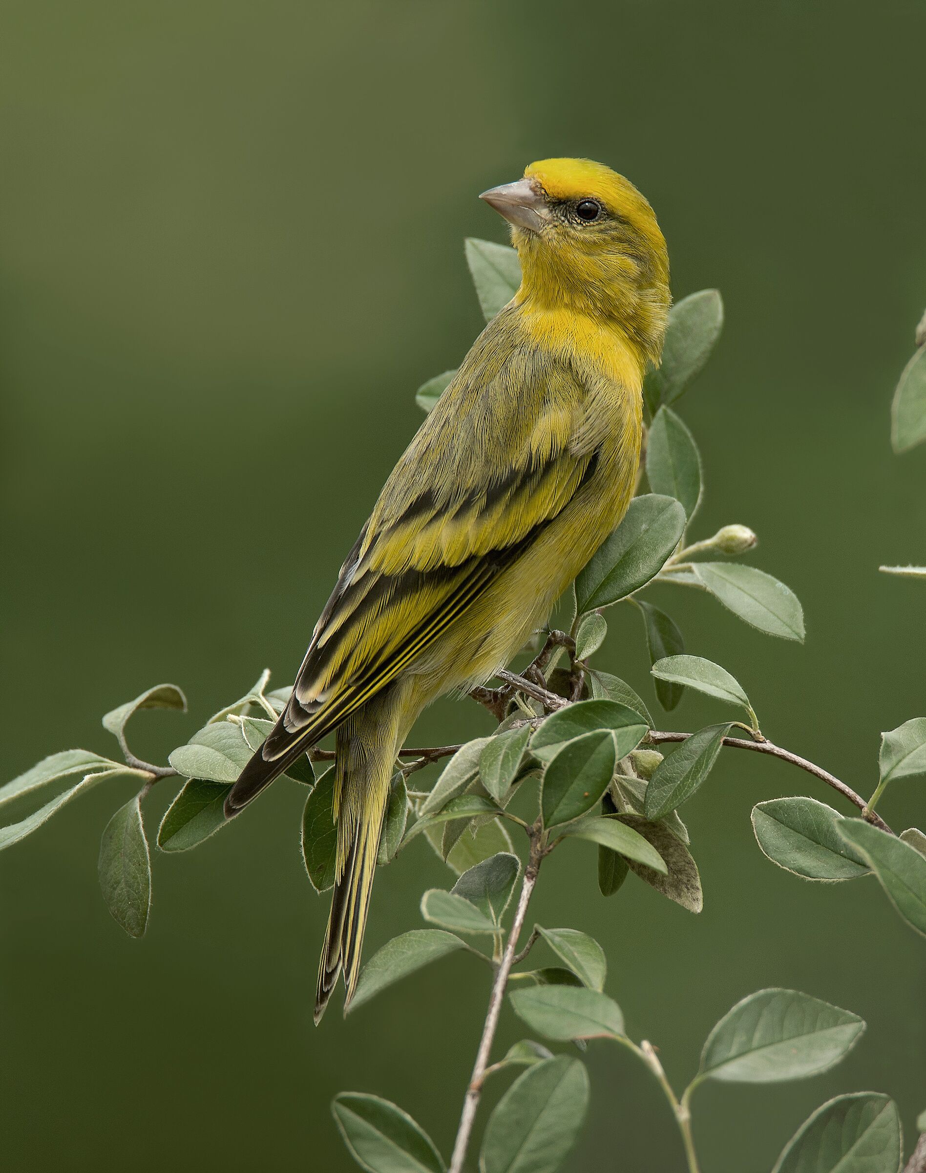 Canarino Frontegialla (Serinus flavivertex) male