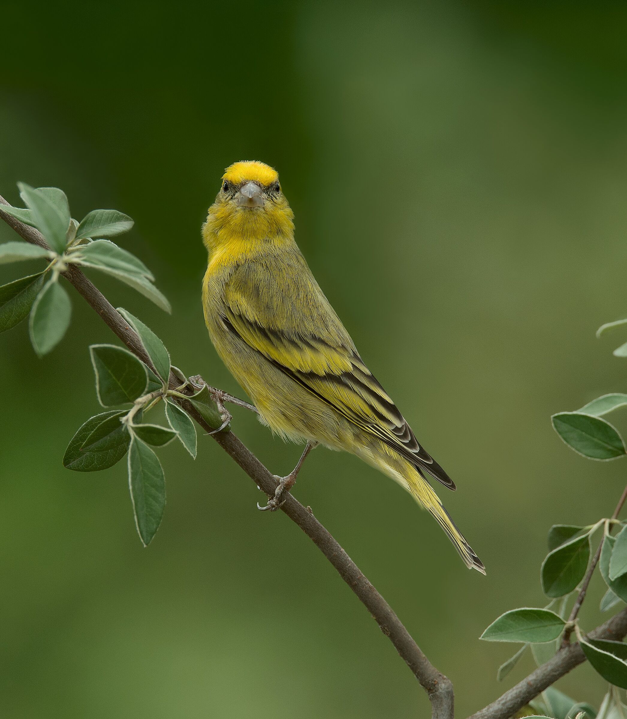 Canarino Frontegialla (Serinus flavivertex) male