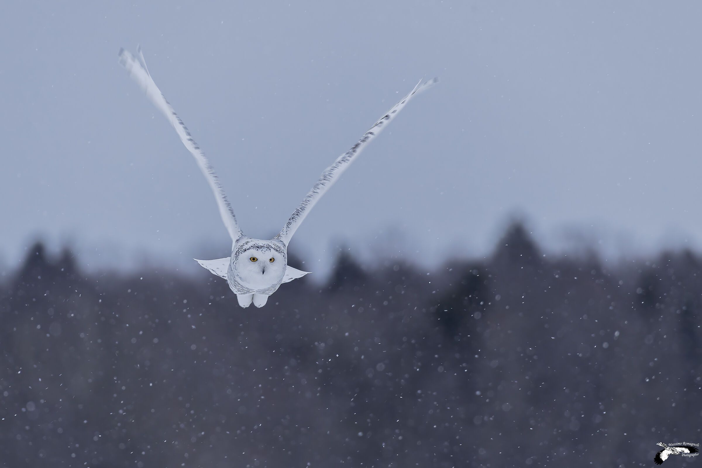 La tanto attesa nevicata...
